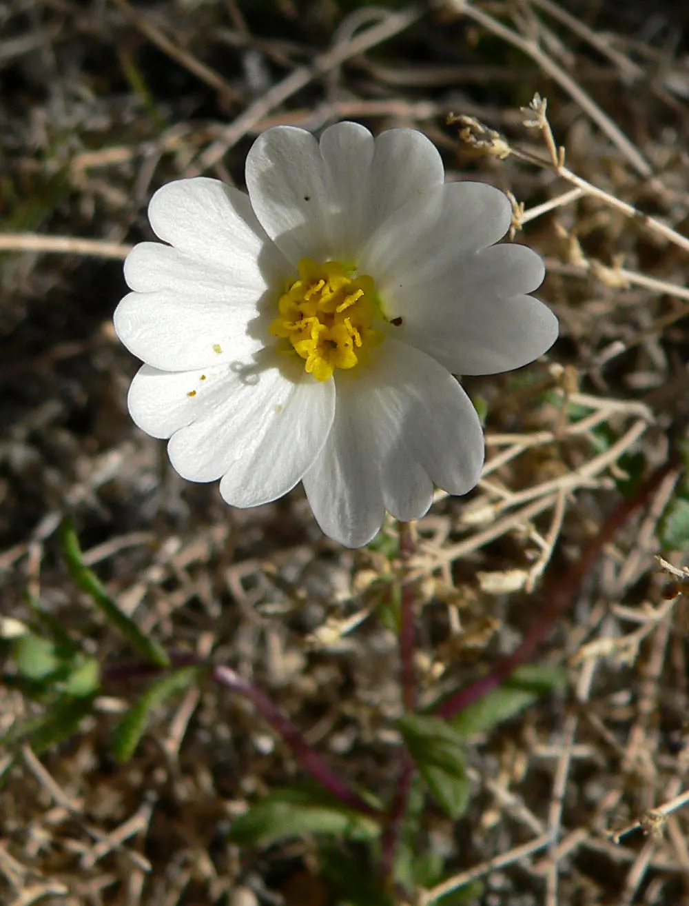 Tidytips (Layia Platyglossa) — and their ability to self-seed may provide delightful natural regeneration year after year; making it a vibrant, image 90