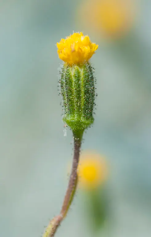 Tidytips (Layia Platyglossa) — Pair them with other natives or drought-tolerant species for a cohesive and sustainable design; consider their, image 88