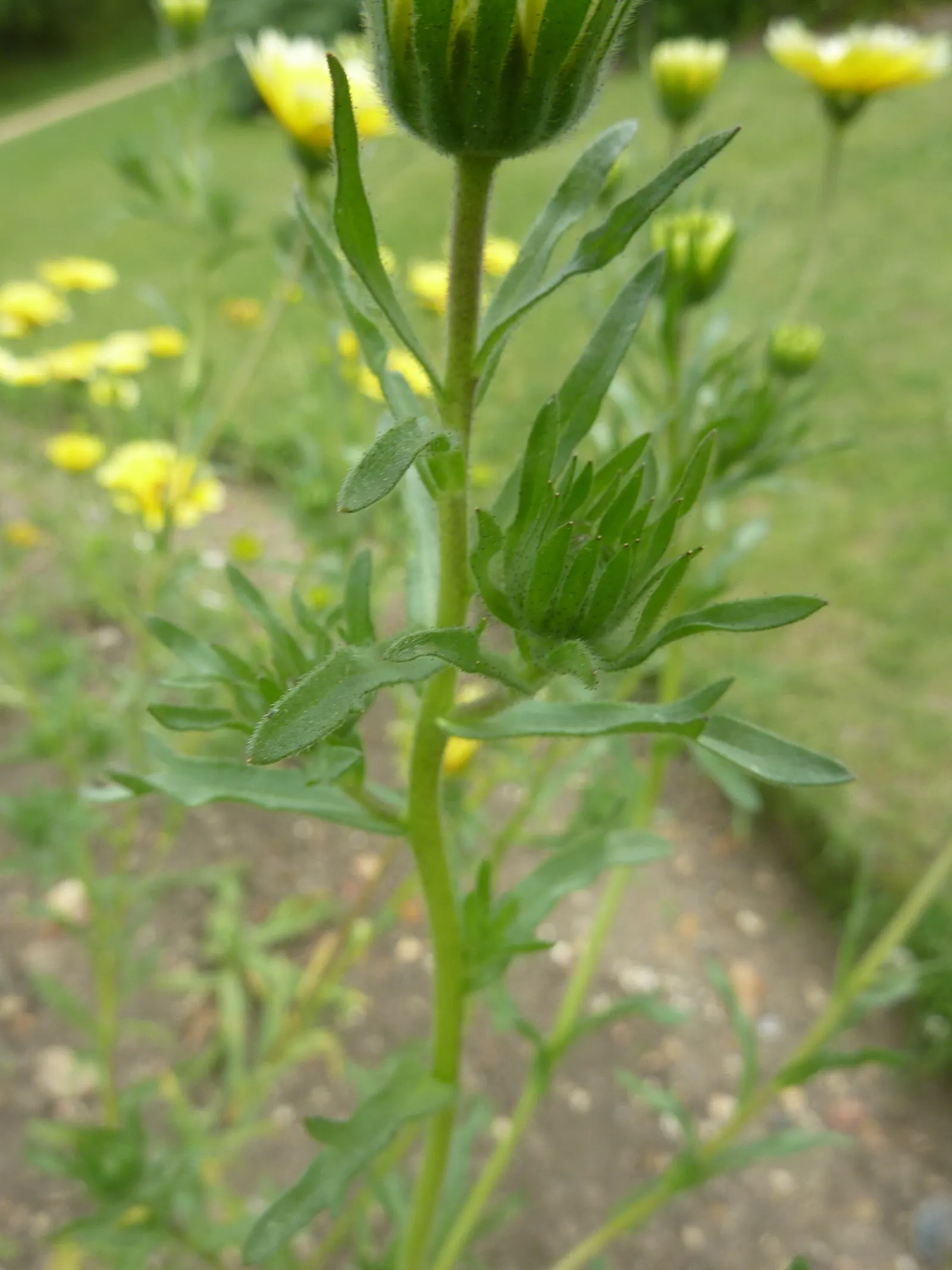 Tidytips (Layia Platyglossa) — They are also drought-resistant once established, making them a wise choice for water-wise landscapes; tidytips can thrive in