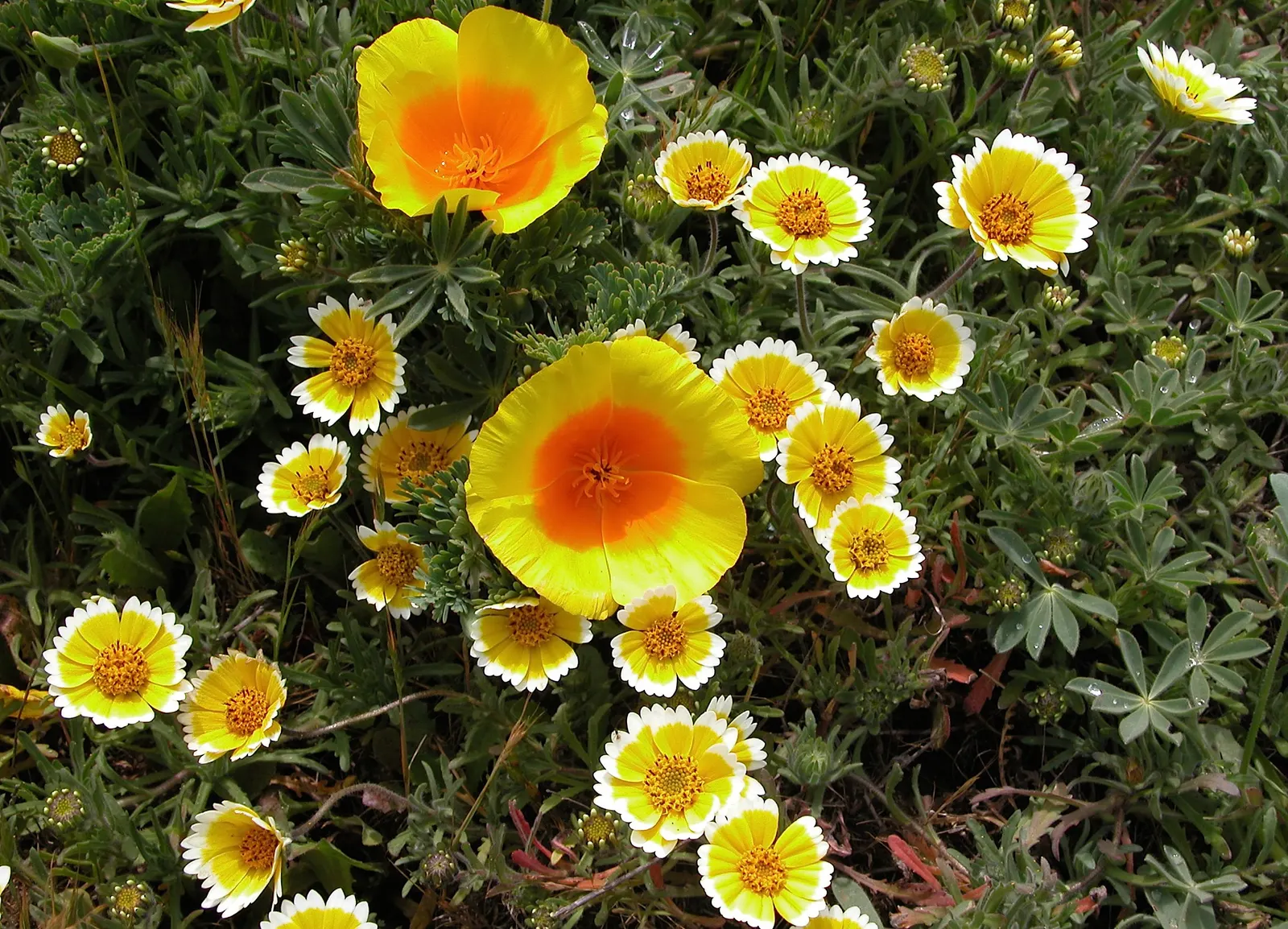 Tidytips (Layia Platyglossa) — and their ability to self-seed may provide delightful natural regeneration year after year; making it a vibrant accent in
