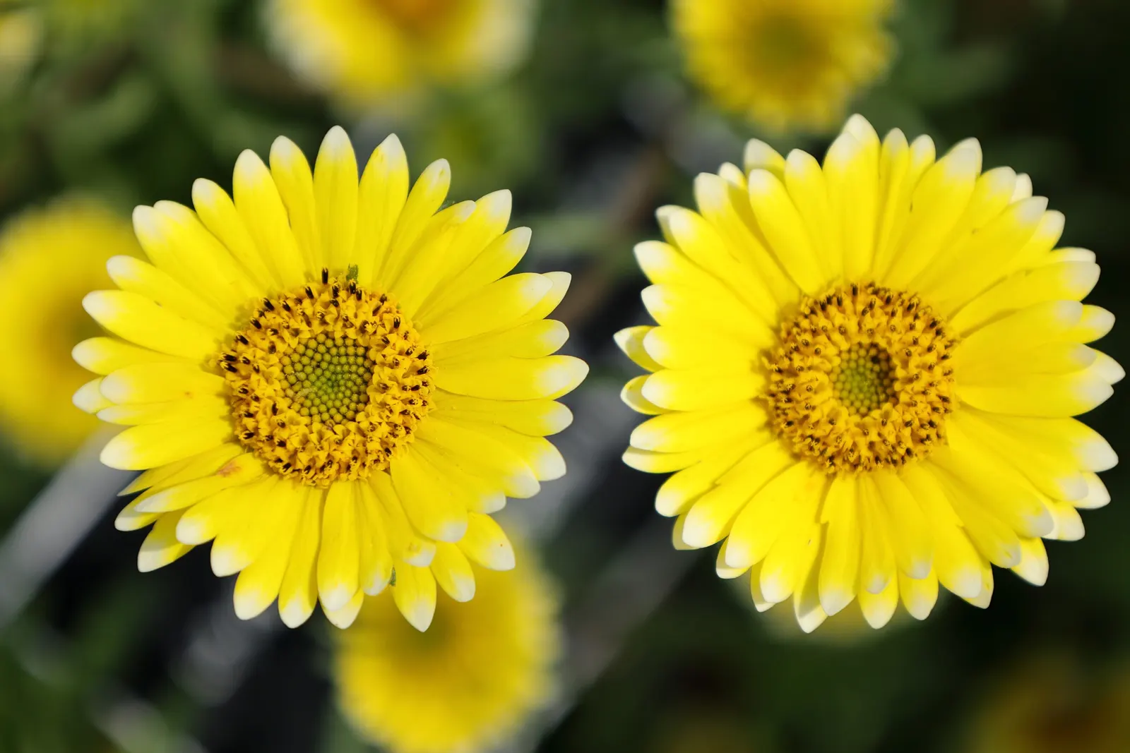 Tidytips (Layia Platyglossa) — from informal wildflower meadows to more structured garden beds.<br><br>The foliage consists of narrow