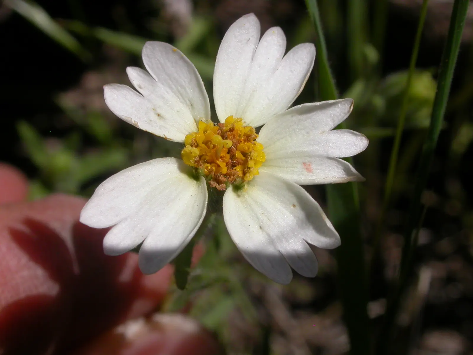 Tidytips (Layia Platyglossa) — these annual wildflowers are characterized by their sunny disposition and vibrant display