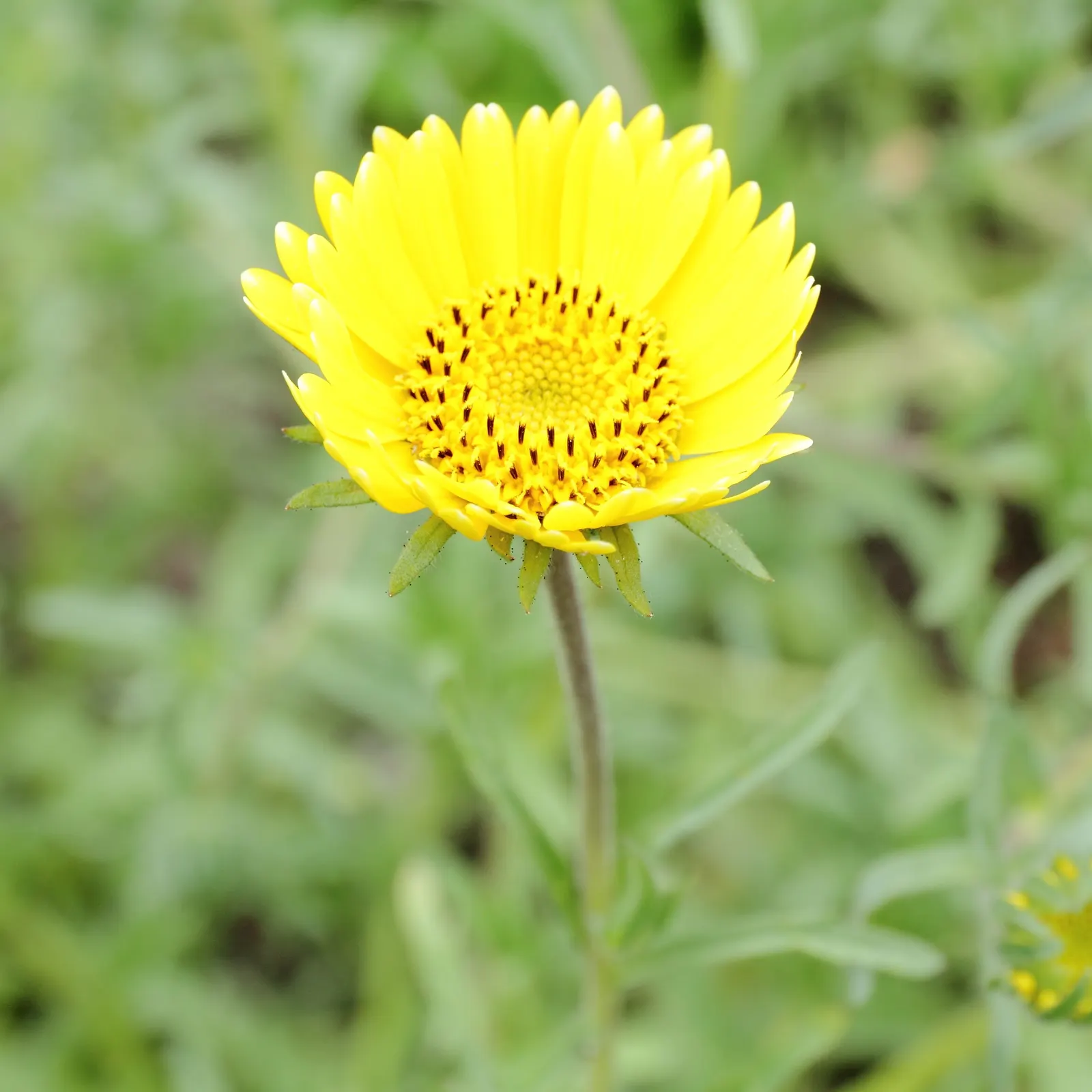 Tidytips (Layia Platyglossa) — Tidytips can thrive in USDA hardiness zones 6 to 10; annual for full, image 89