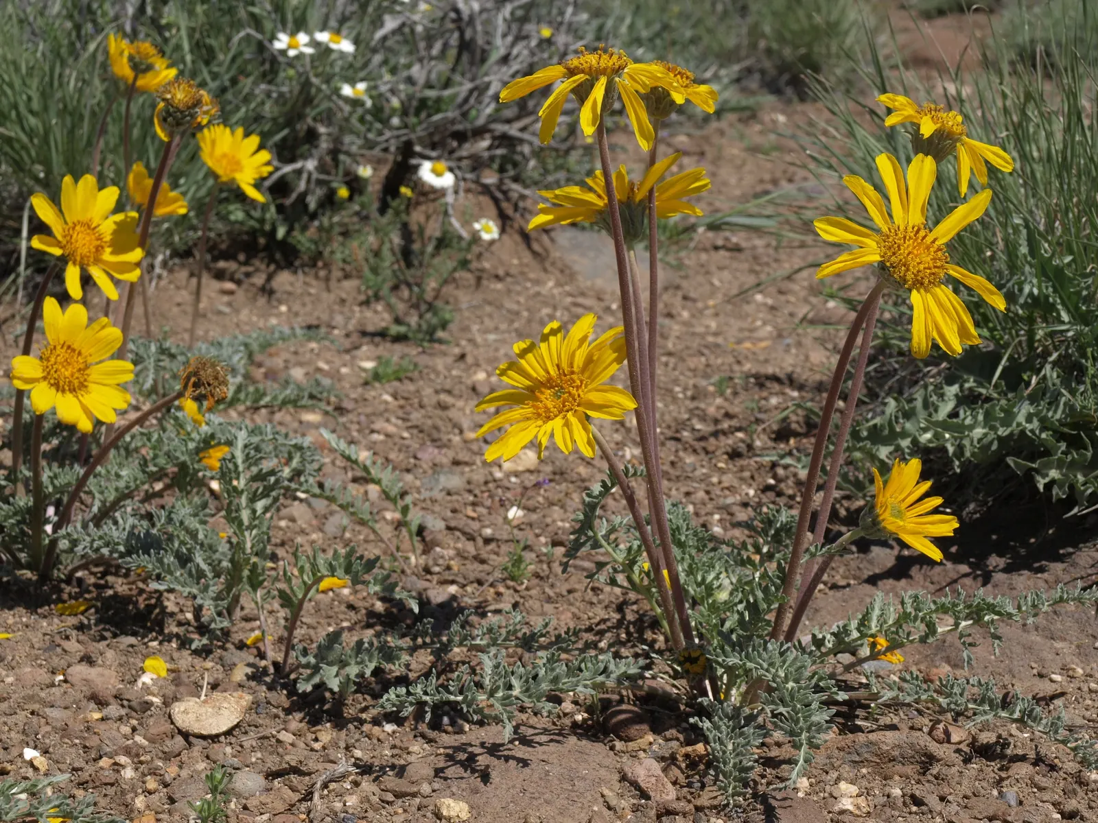 Tidytips (Layia Platyglossa) — these annual wildflowers are characterized by their sunny disposition and vibrant display; growing to a modest, image 73