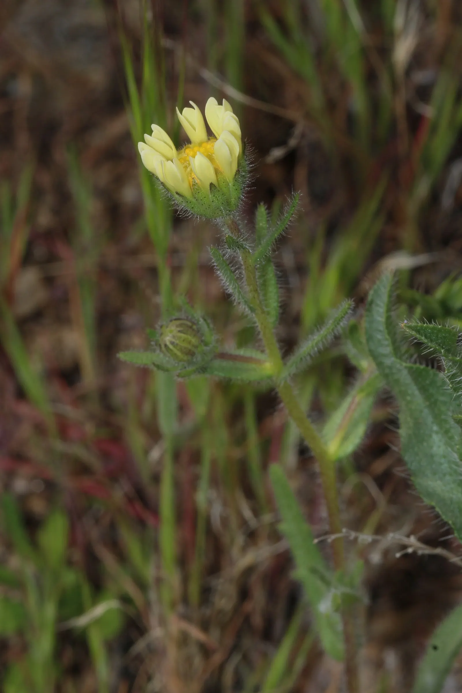 Tidytips (Layia Platyglossa) — Growing to a modest height of 12 to 18 inches; tidytips require a full sun position with well-drained soil