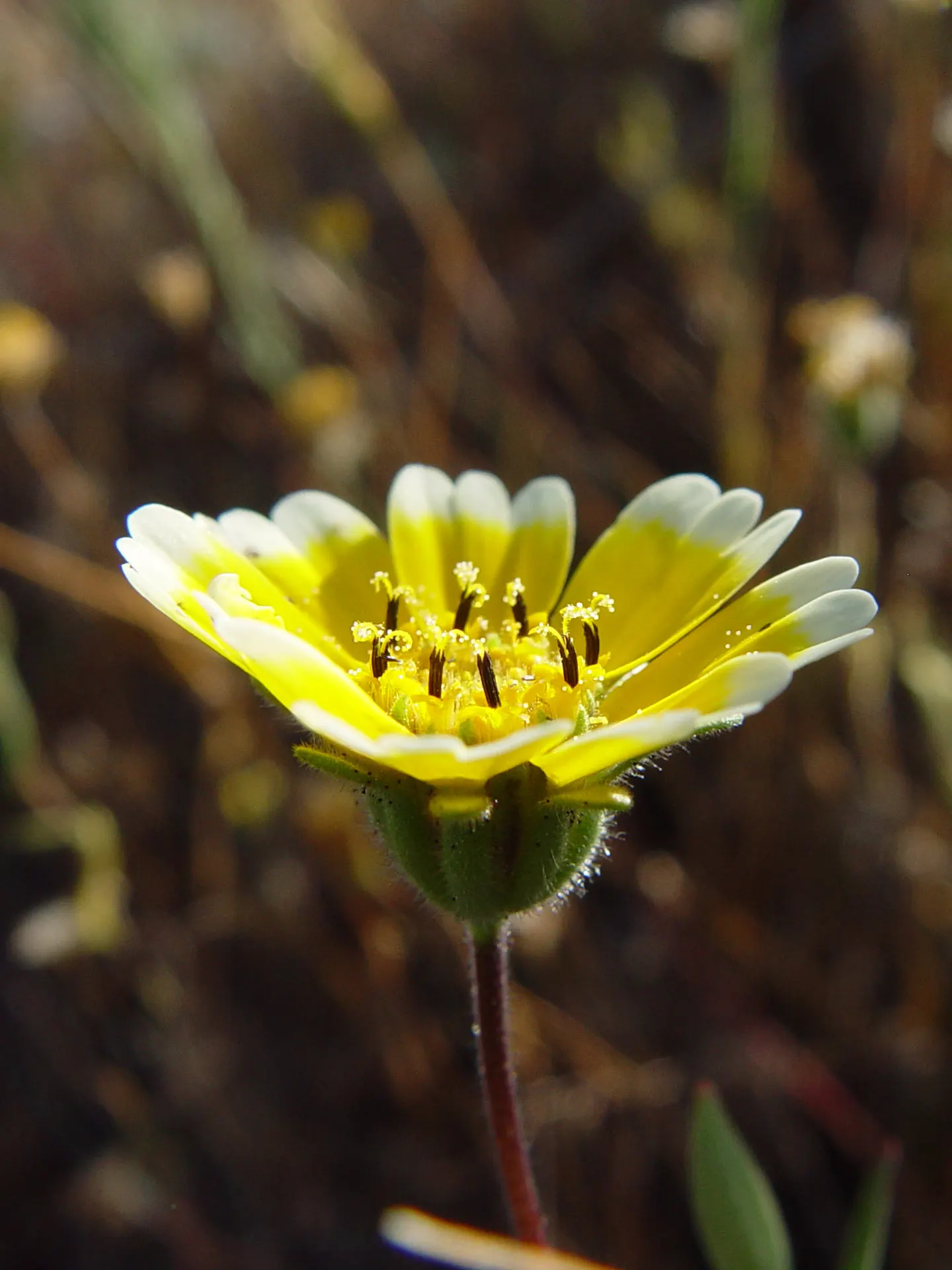 Tidytips (Layia Platyglossa) — Blooming from spring to early summer; tidytips (Layia platyglossa) is a cheerful annual, image 67
