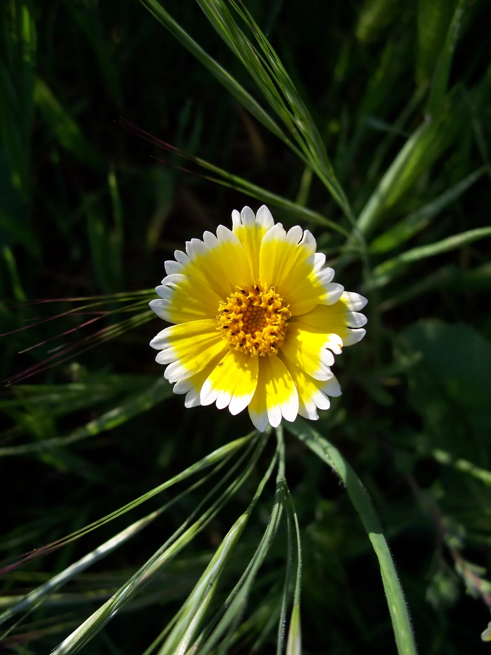 Tidytips (Layia Platyglossa) — encircling a yellow or maroon center; annual with yellow blooms, image 80