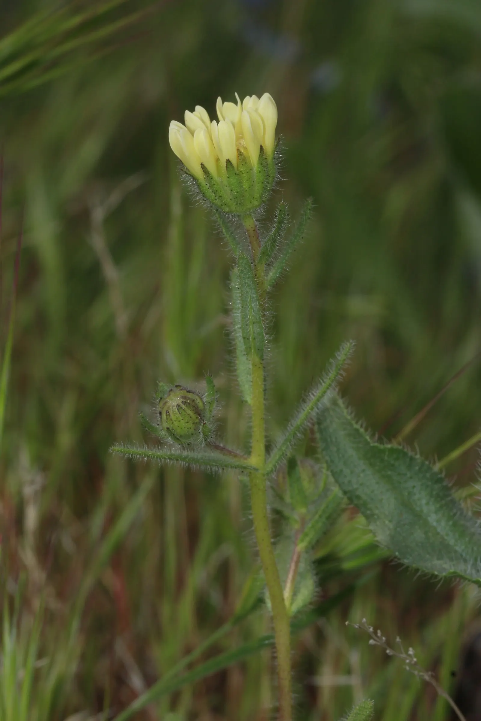 Tidytips (Layia Platyglossa) — Tidytips adds a burst of color and attracts pollinators; scientifically referred to as Layia platyglossa, image 68