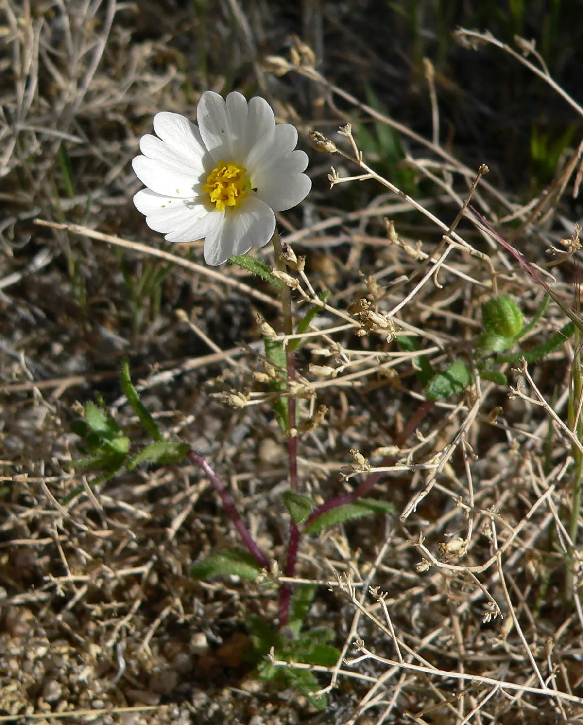 Tidytips (Layia Platyglossa) — Each bloom features white to yellow petals, image 47