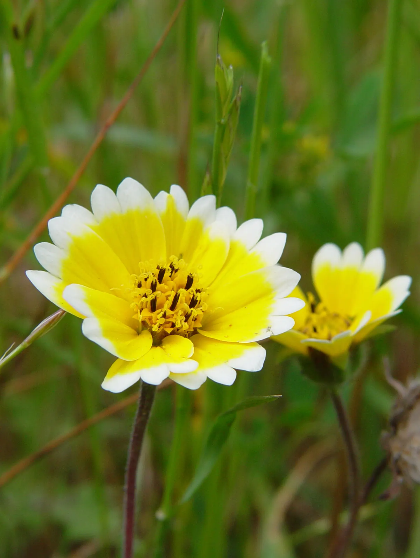 Tidytips (Layia Platyglossa) — scientifically referred to as Layia platyglossa; they are also drought-resistant once established, making them a, image 70