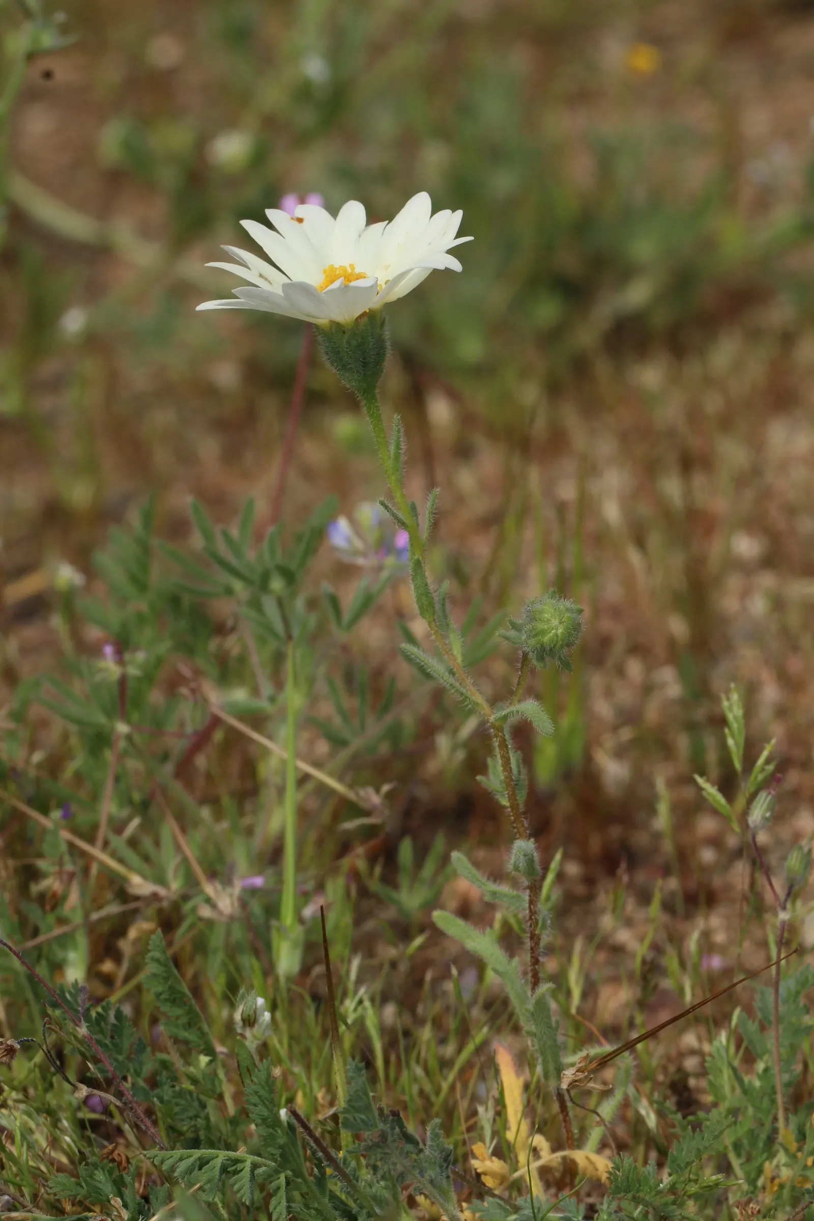 Tidytips (Layia Platyglossa) — annual with yellow blooms; including sandy and loamy conditions