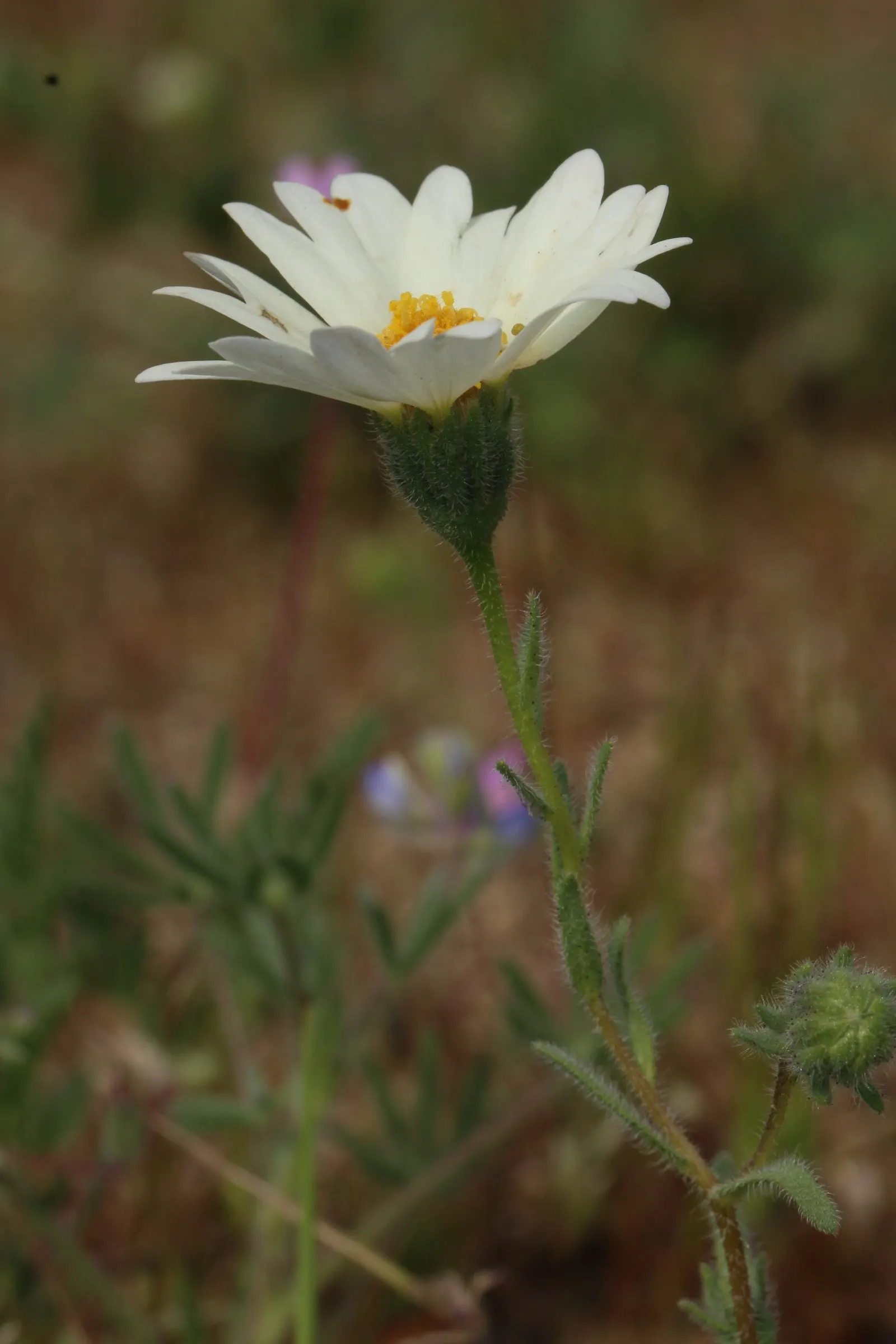 Tidytips (Layia Platyglossa) — thus enhancing the garden's ecosystem