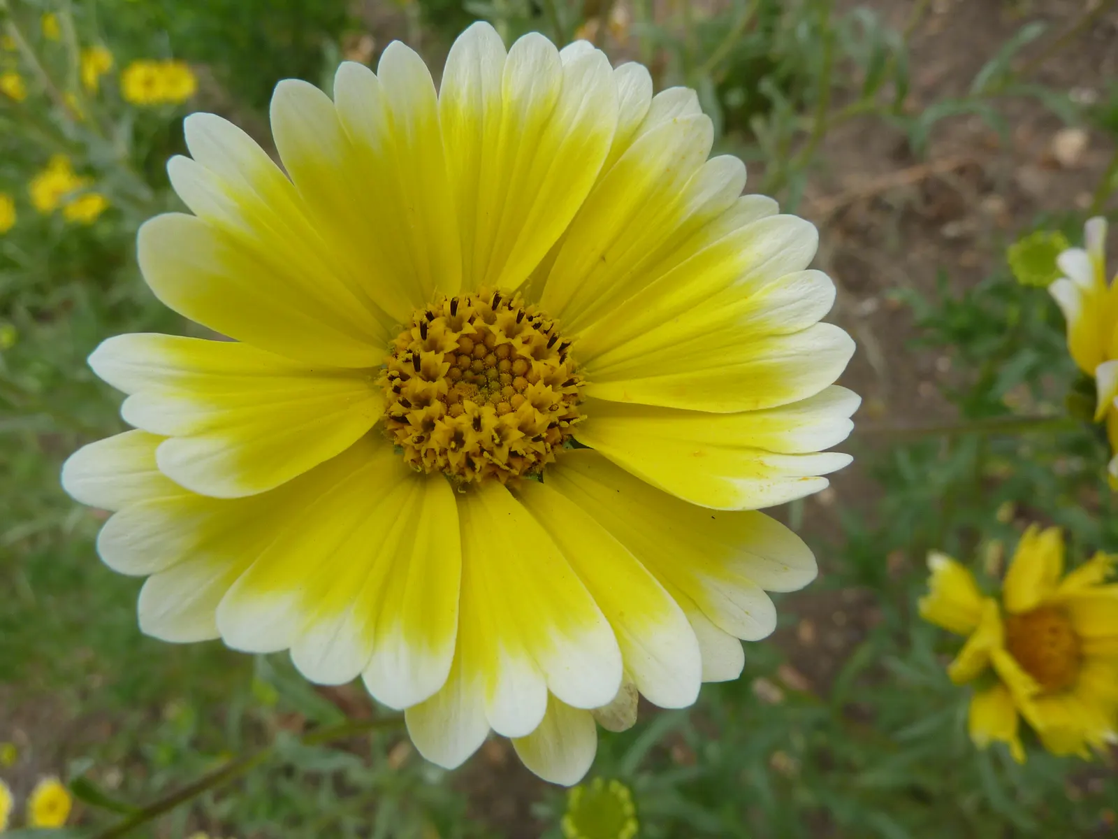 Tidytips (Layia Platyglossa) — are a charming addition to any landscape; yellow flowers in the garden
