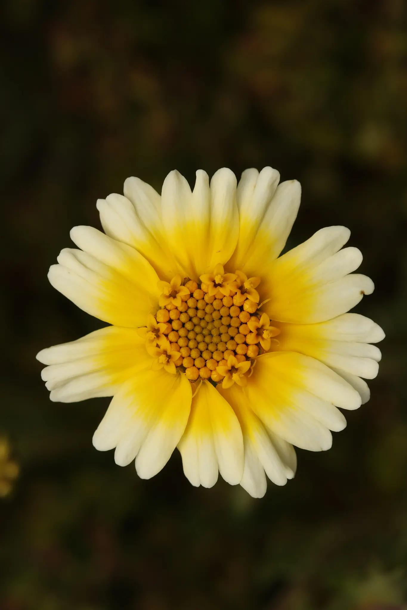 Tidytips (Layia Platyglossa) — showcasing bright yellow daisy-like flowers with distinct white tips; these annual wildflowers are characterized by, image 64