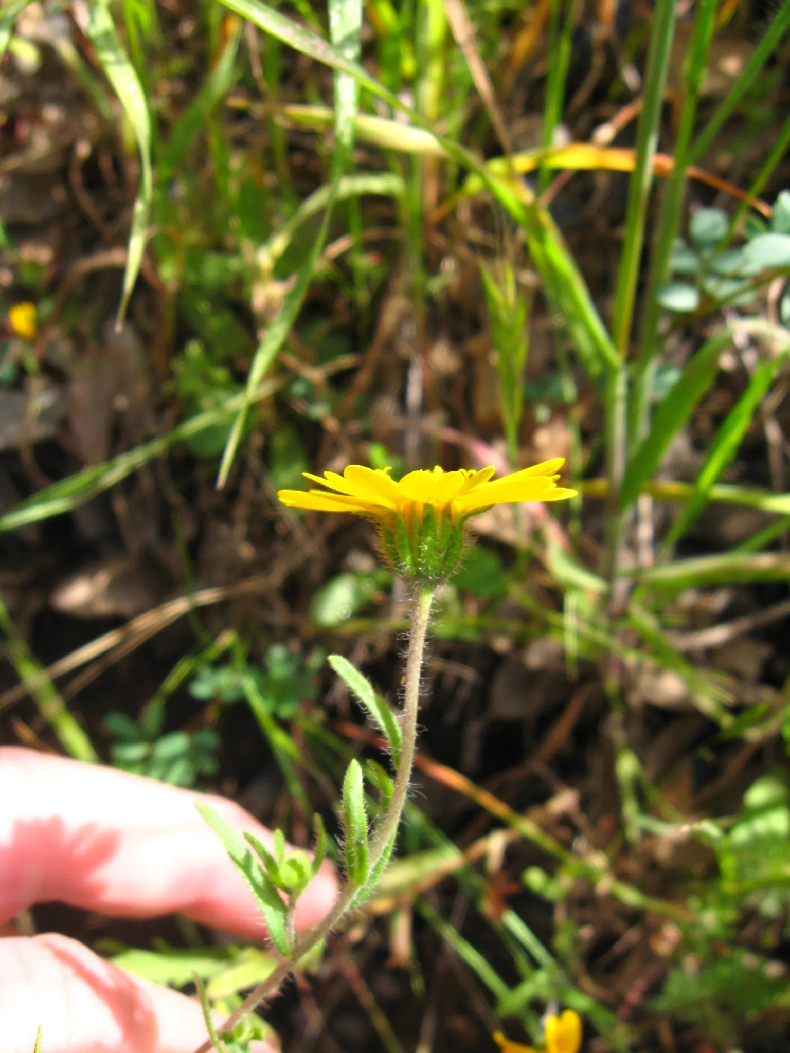 Tidytips (Layia Platyglossa) — Tidytips (Layia platyglossa) is a cheerful annual; thriving in full sun, it requires well-drained soil and is, image 63