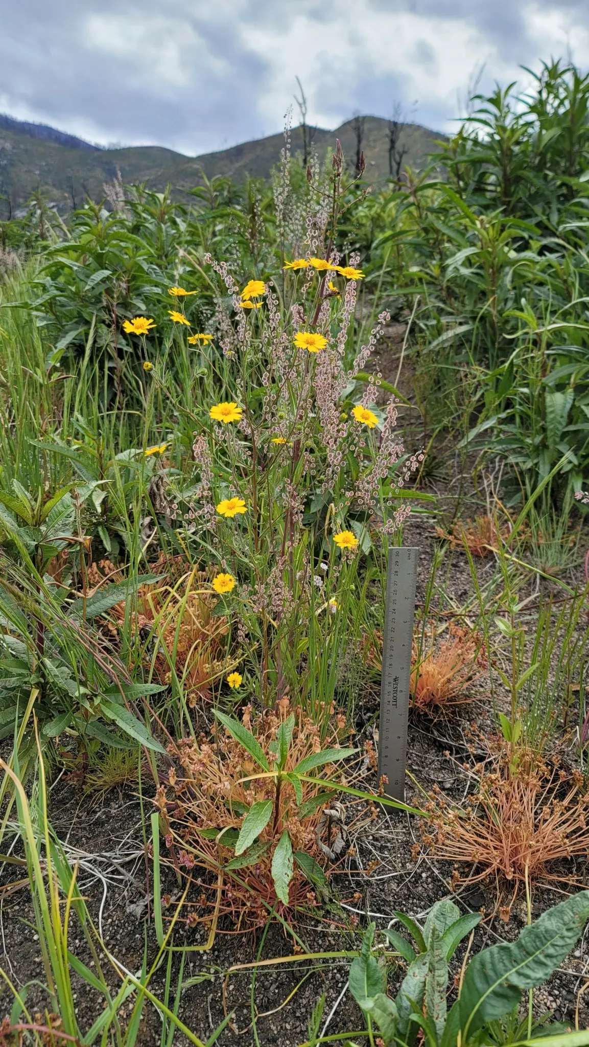 Tidytips (Layia Platyglossa) — though they are tolerant of various soil types; tidytips fit beautifully into a variety of landscape designs, image 82