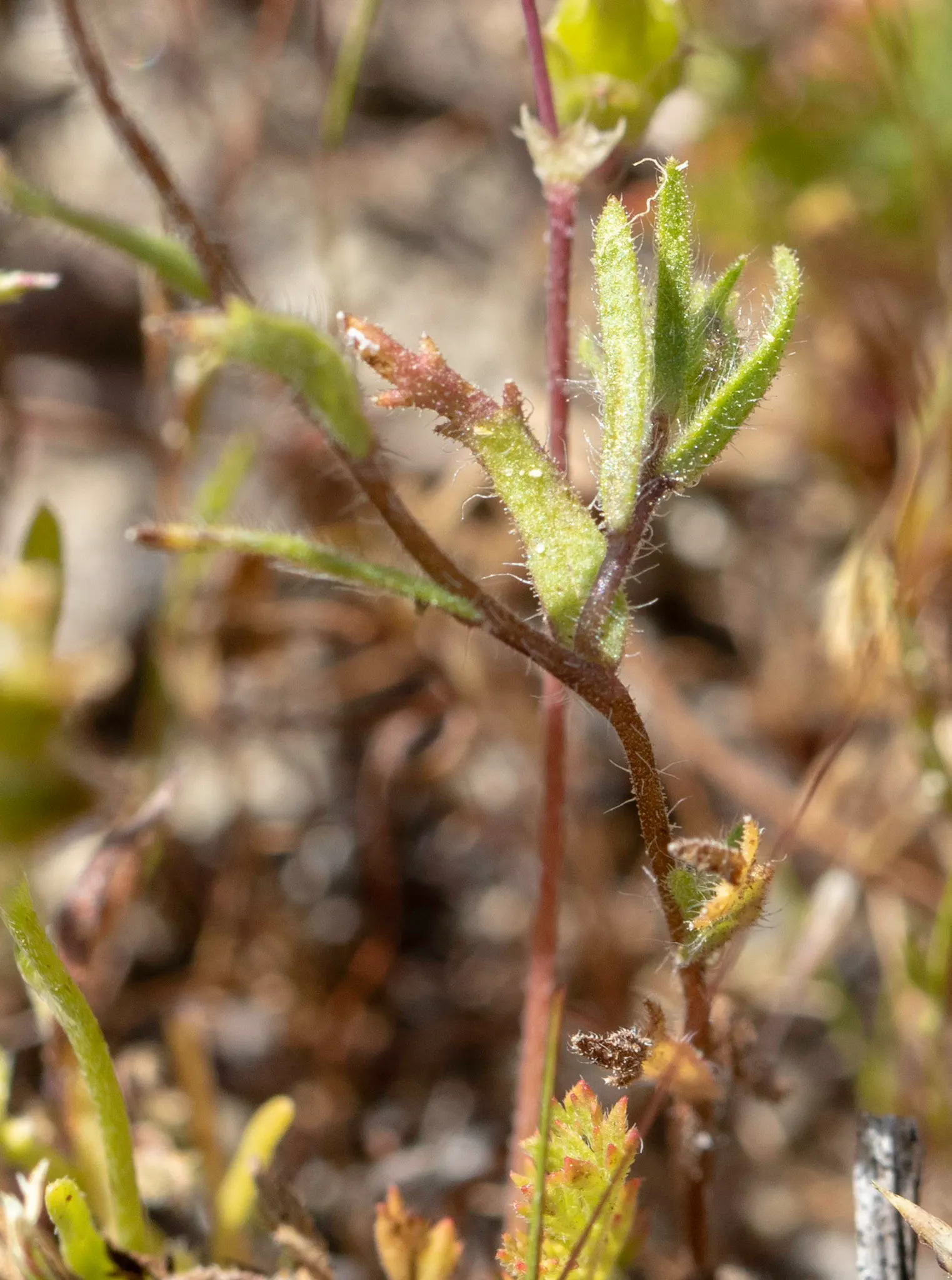 Tidytips (Layia Platyglossa) — these annual wildflowers are characterized by their sunny disposition and vibrant display; growing to a modest height of 12 to