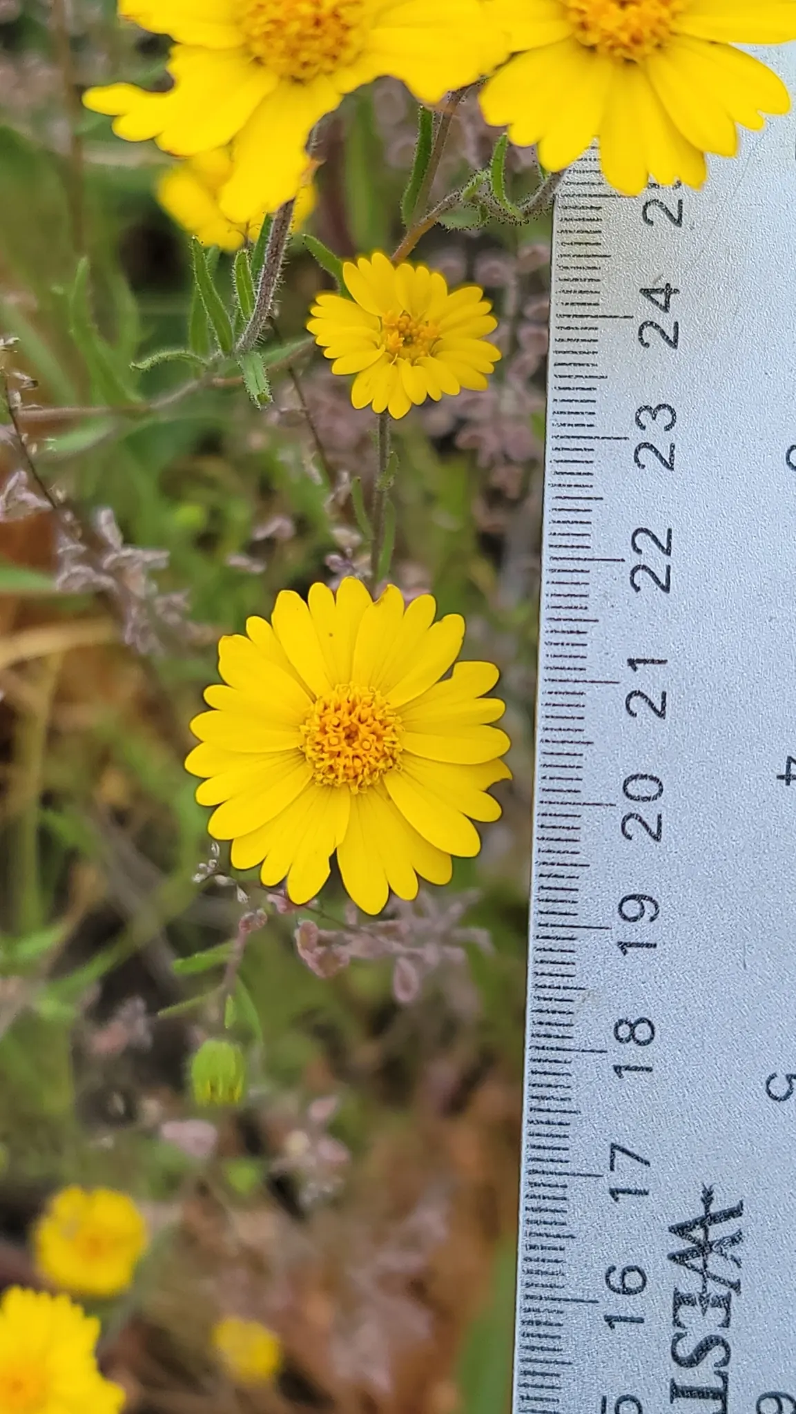 Tidytips (Layia Platyglossa) — Blooming from spring to early summer; tidytips (Layia platyglossa) is a cheerful annual