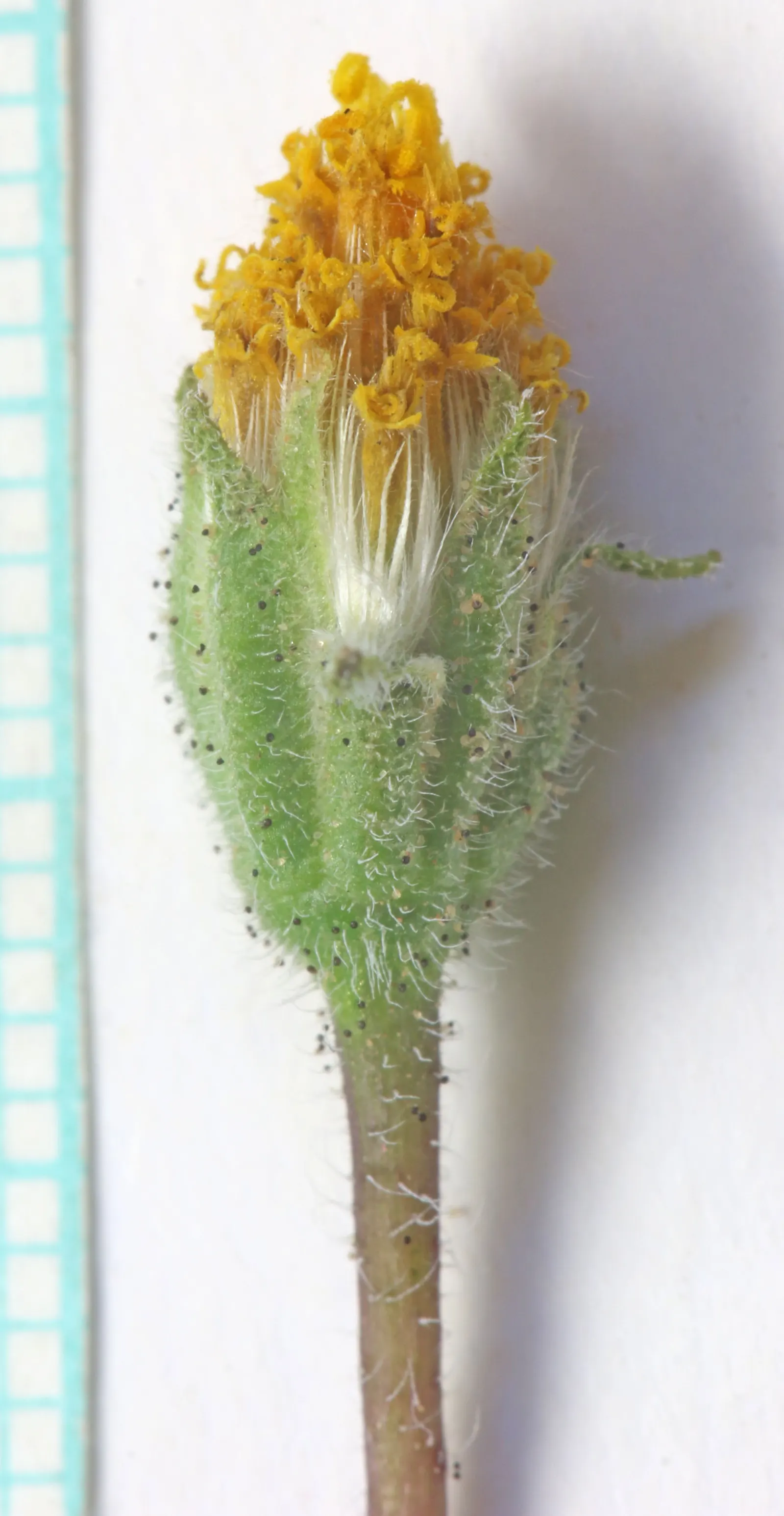 Tidytips (Layia Platyglossa) — while the main attraction is the daisy-like flower; are a charming addition to any landscape, image 77