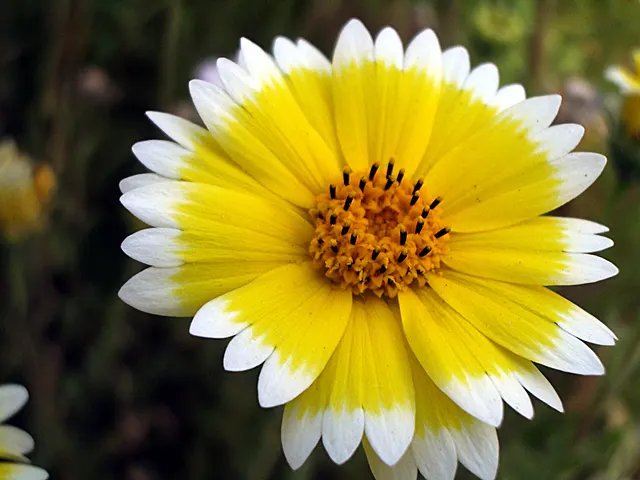 Tidytips (Layia Platyglossa) — consider their potential to attract pollinators such as bees and butterflies; offering both visual appeal and, image 86