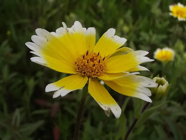 Tidytips (Layia Platyglossa) — annual for full; and their ability to self-seed may provide delightful natural regeneration year after year, image 93