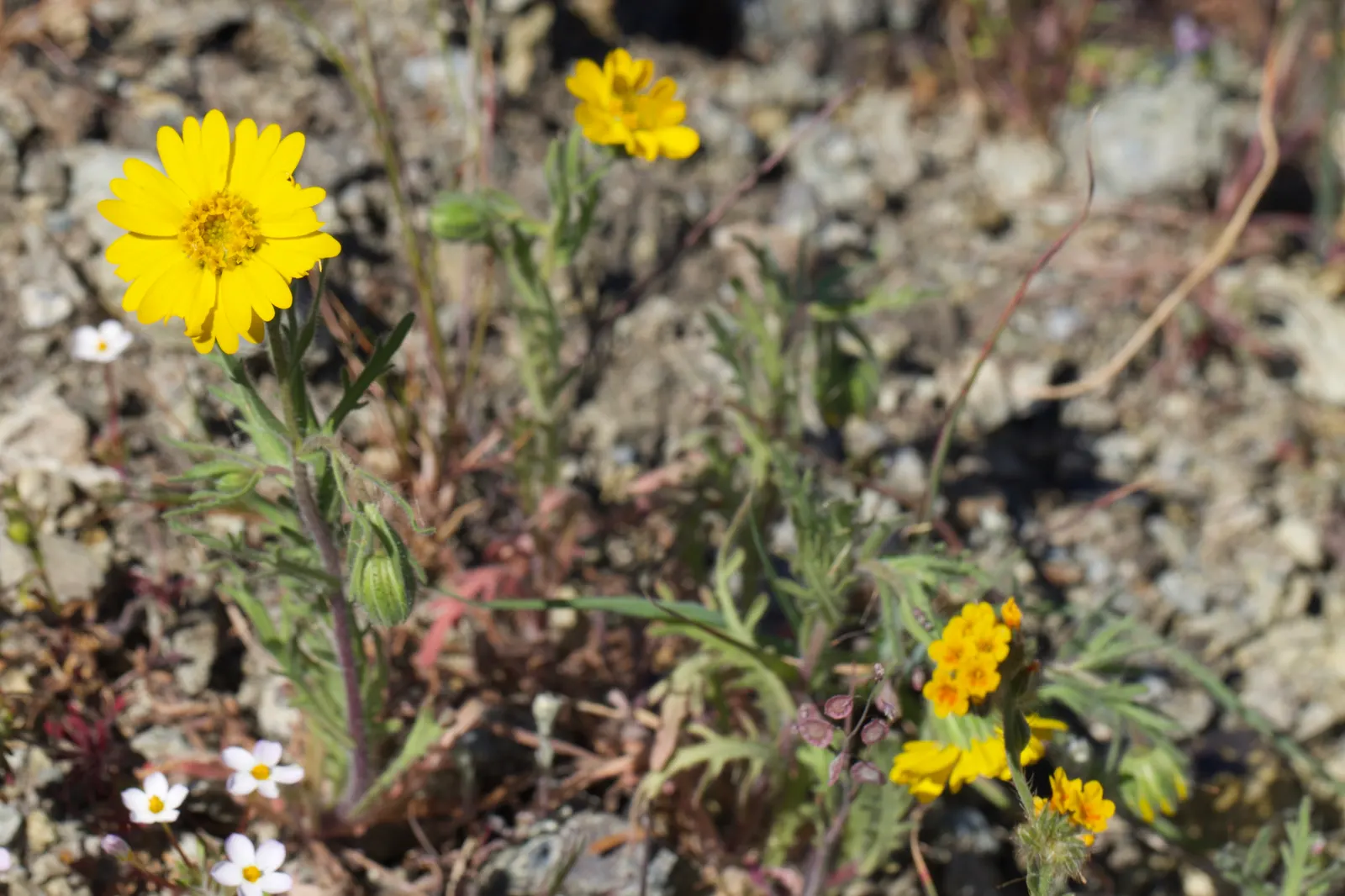 Tidytips (Layia Platyglossa) — yellow flowers in the garden