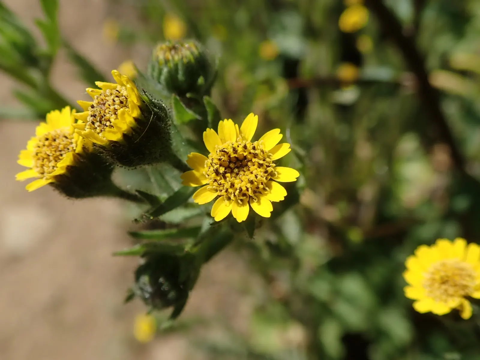 Tidytips (Layia Platyglossa) — Tidytips require a full sun position with well-drained soil