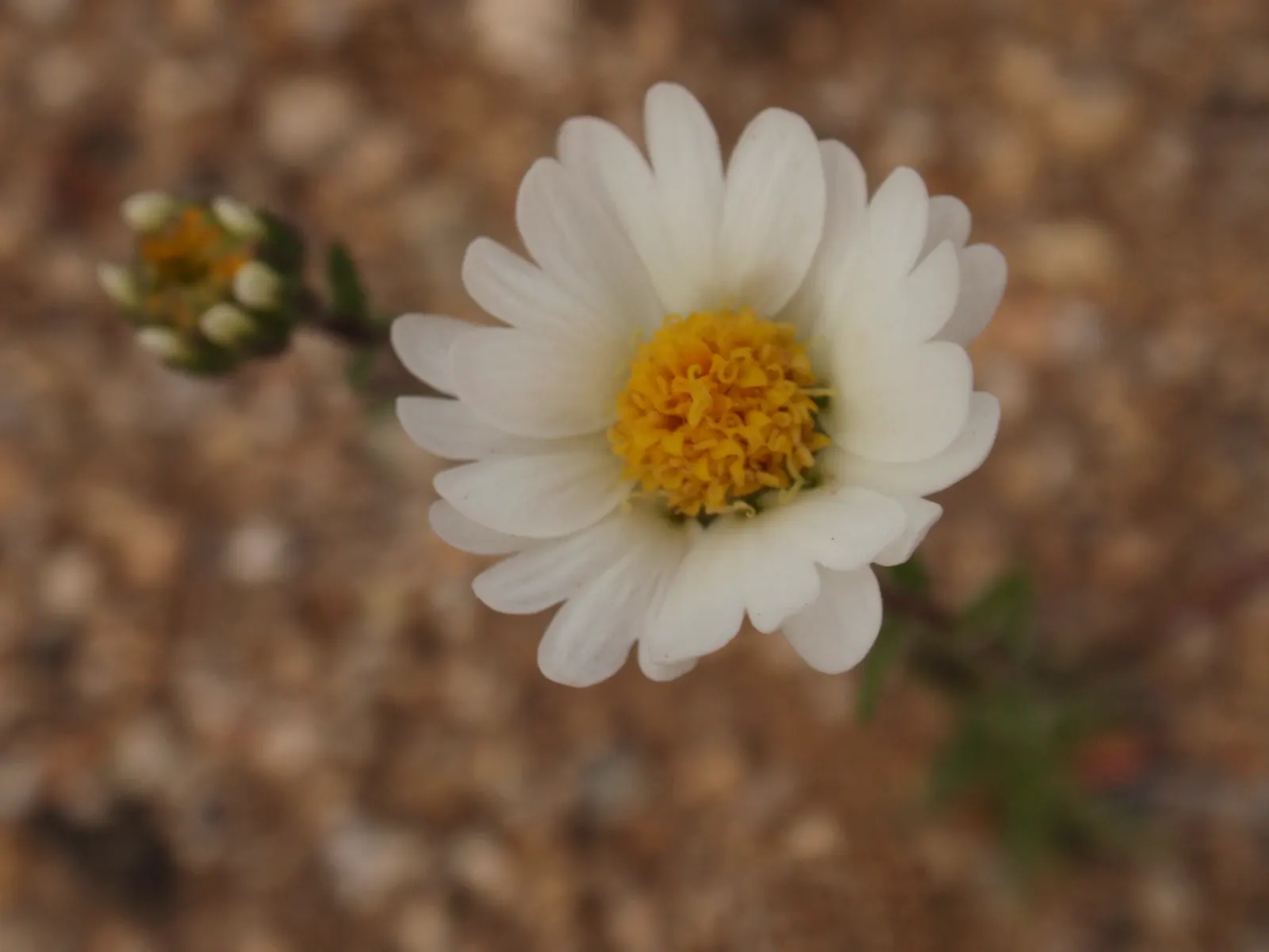 Tidytips (Layia Platyglossa) — while the main attraction is the daisy-like flower; are a charming addition to any landscape