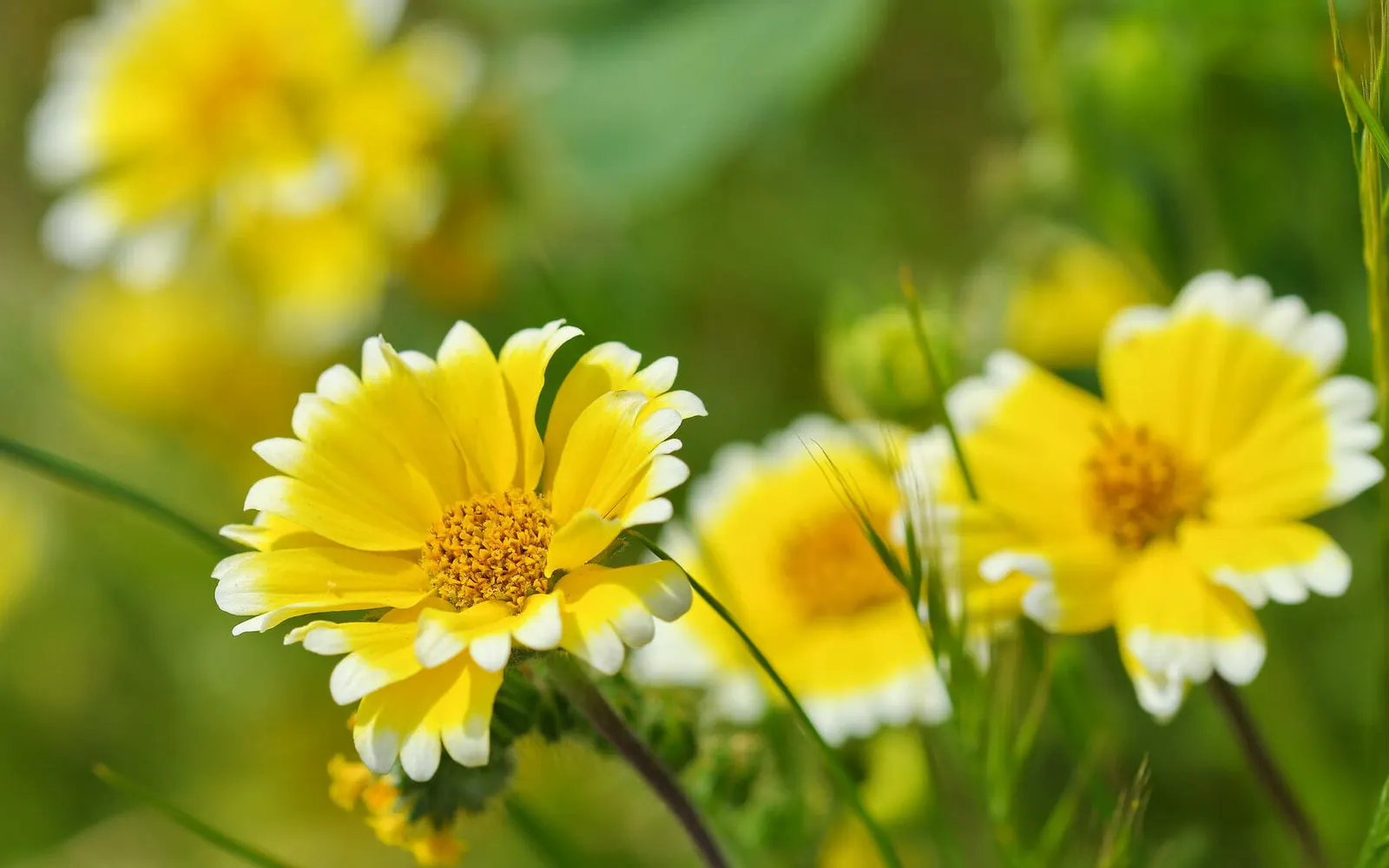 Tidytips (Layia Platyglossa) — Thriving in full sun, it requires well-drained soil and is drought-tolerant once established; thus enhancing the, image 97