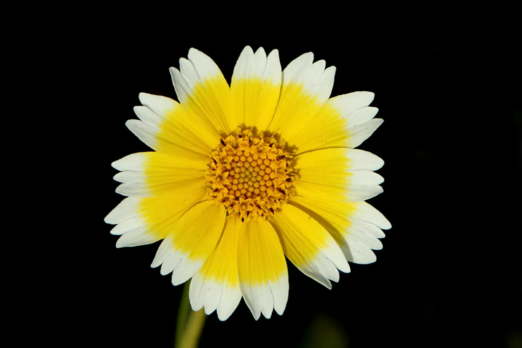Tidytips (Layia Platyglossa) — Blooming from spring to early summer