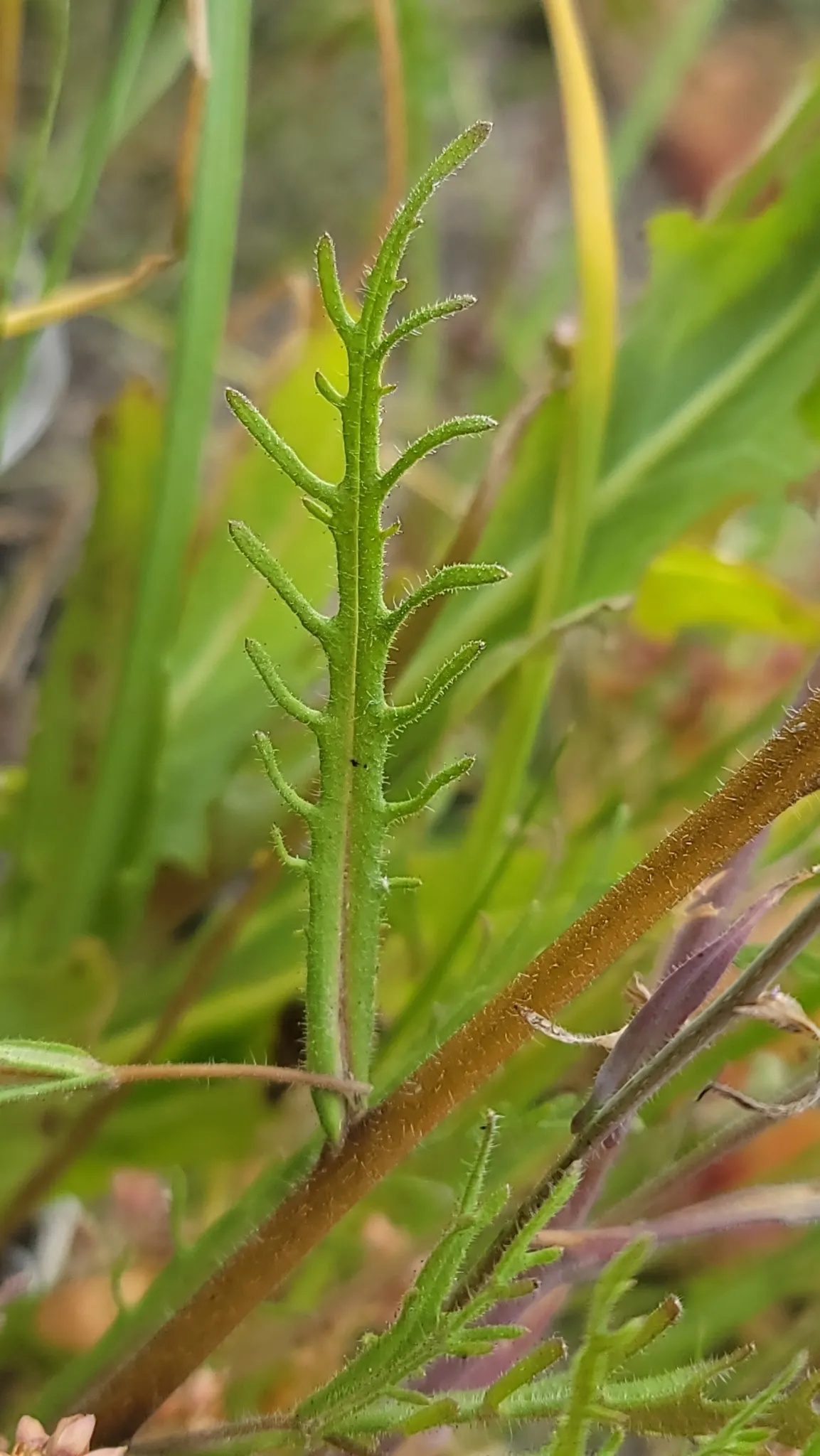Tidytips (Layia Platyglossa) — though they are tolerant of various soil types