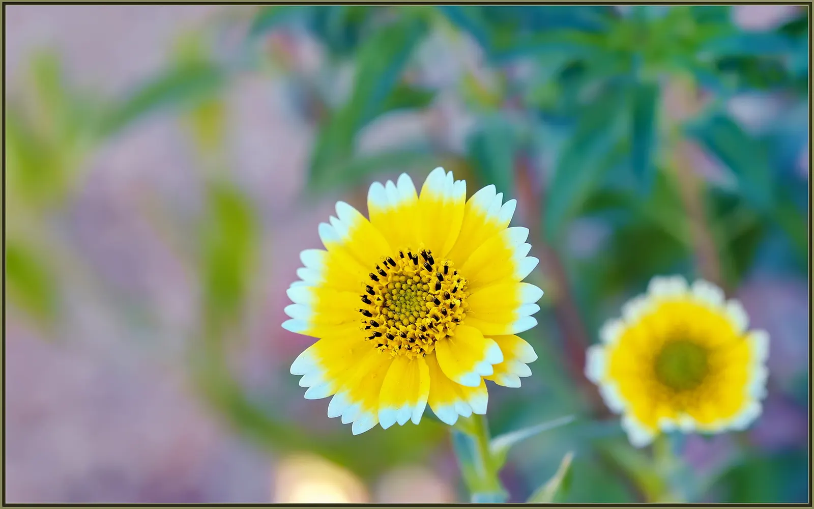 Tidytips (Layia Platyglossa) — They are also drought-resistant once established, making them a wise choice for water-wise landscapes