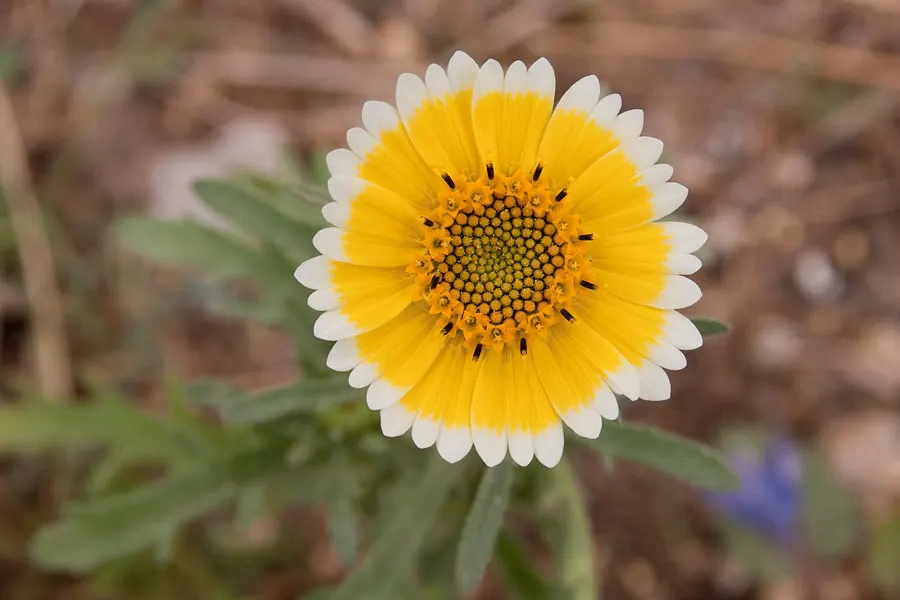Tidytips (Layia Platyglossa) — It reaches up to 12 inches in height and spreads approximately 12 inches wide; encircling a yellow or maroon center, image 65