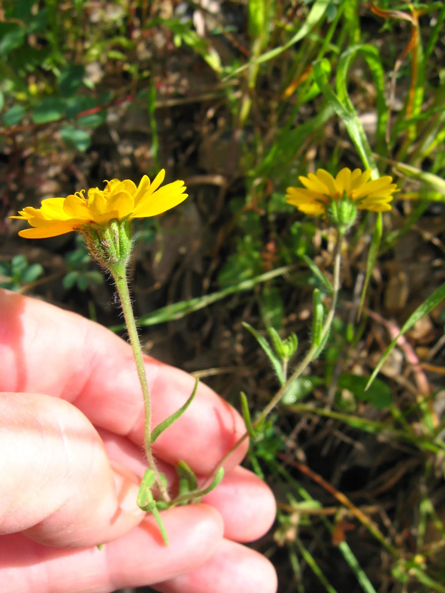 Tidytips (Layia Platyglossa) — offering both visual appeal and low-maintenance care