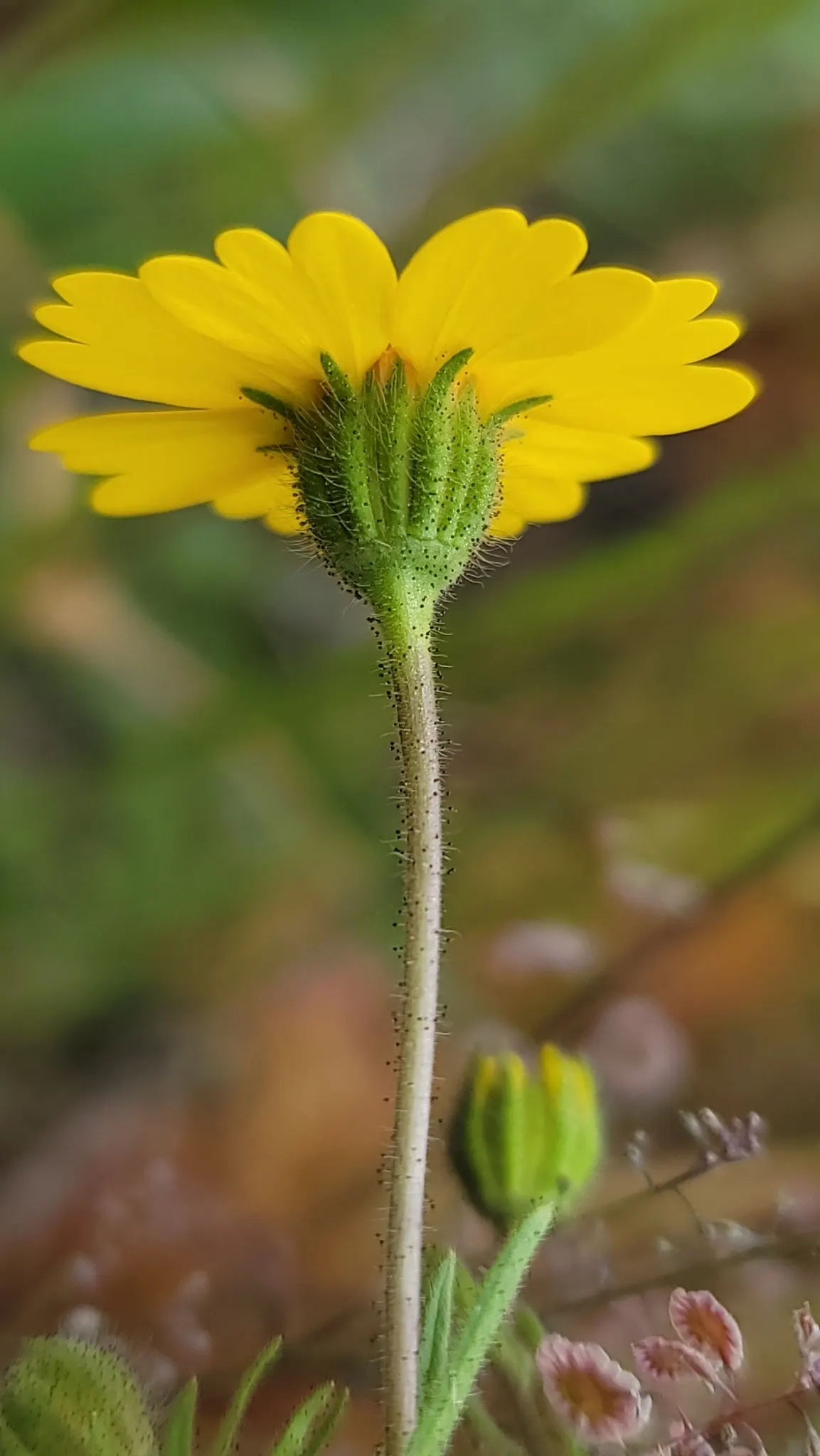 Tidytips (Layia Platyglossa) — annual with yellow blooms