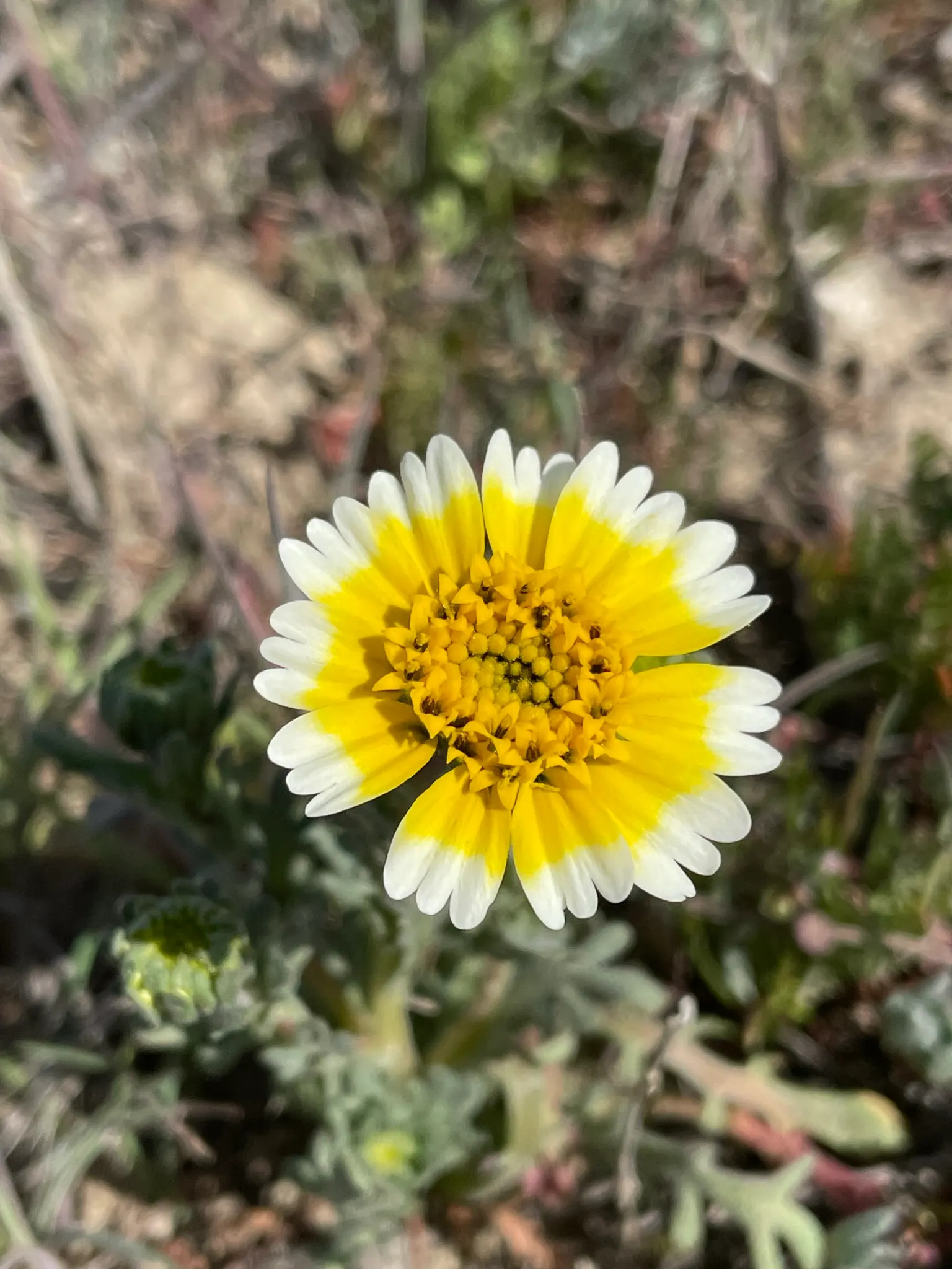 Tidytips (Layia Platyglossa) — Tidytips (Layia platyglossa) is a cheerful annual; thriving in full sun, it requires well-drained soil and is, image 94