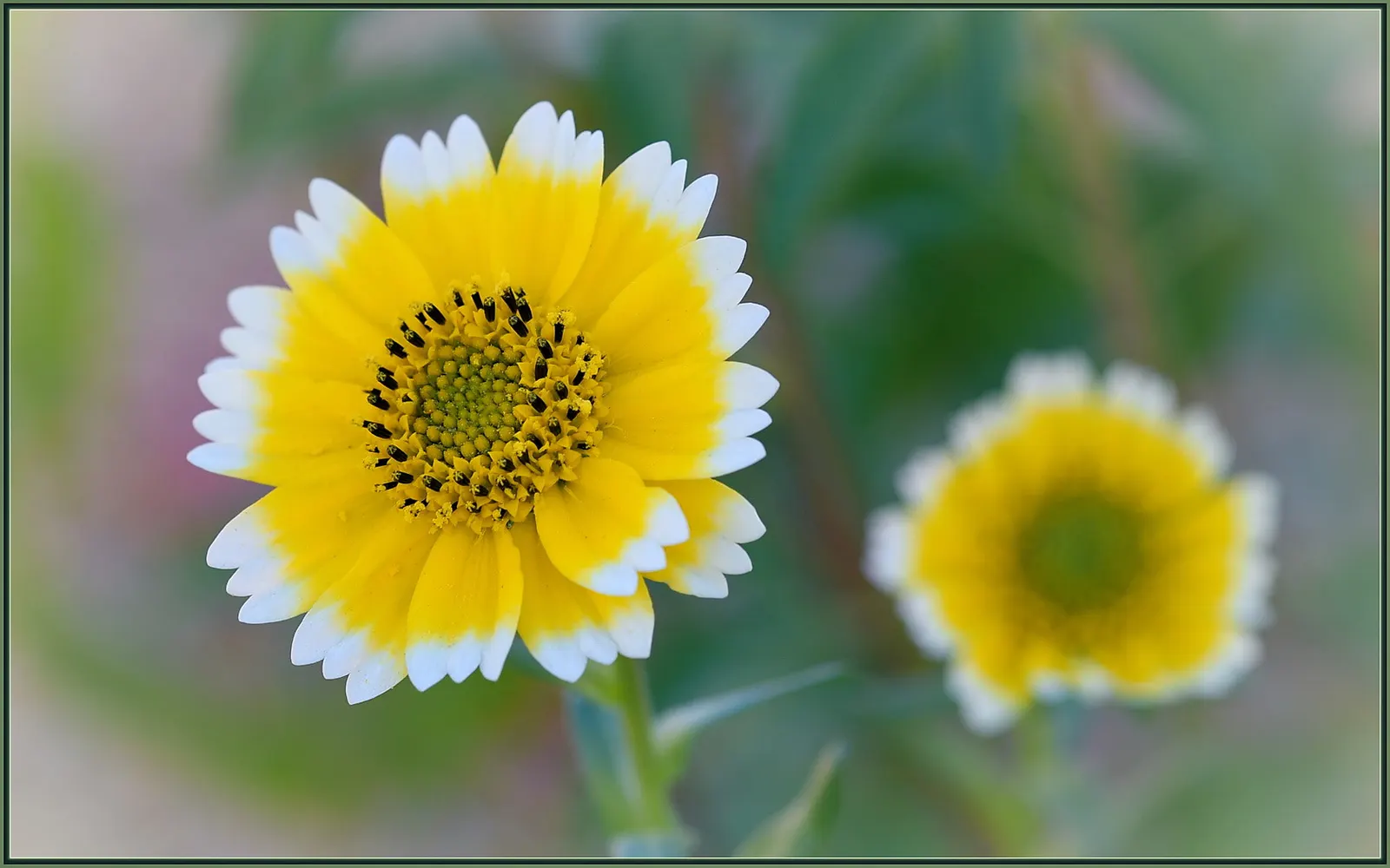 Tidytips (Layia Platyglossa) — making it a vibrant accent in wildflower gardens