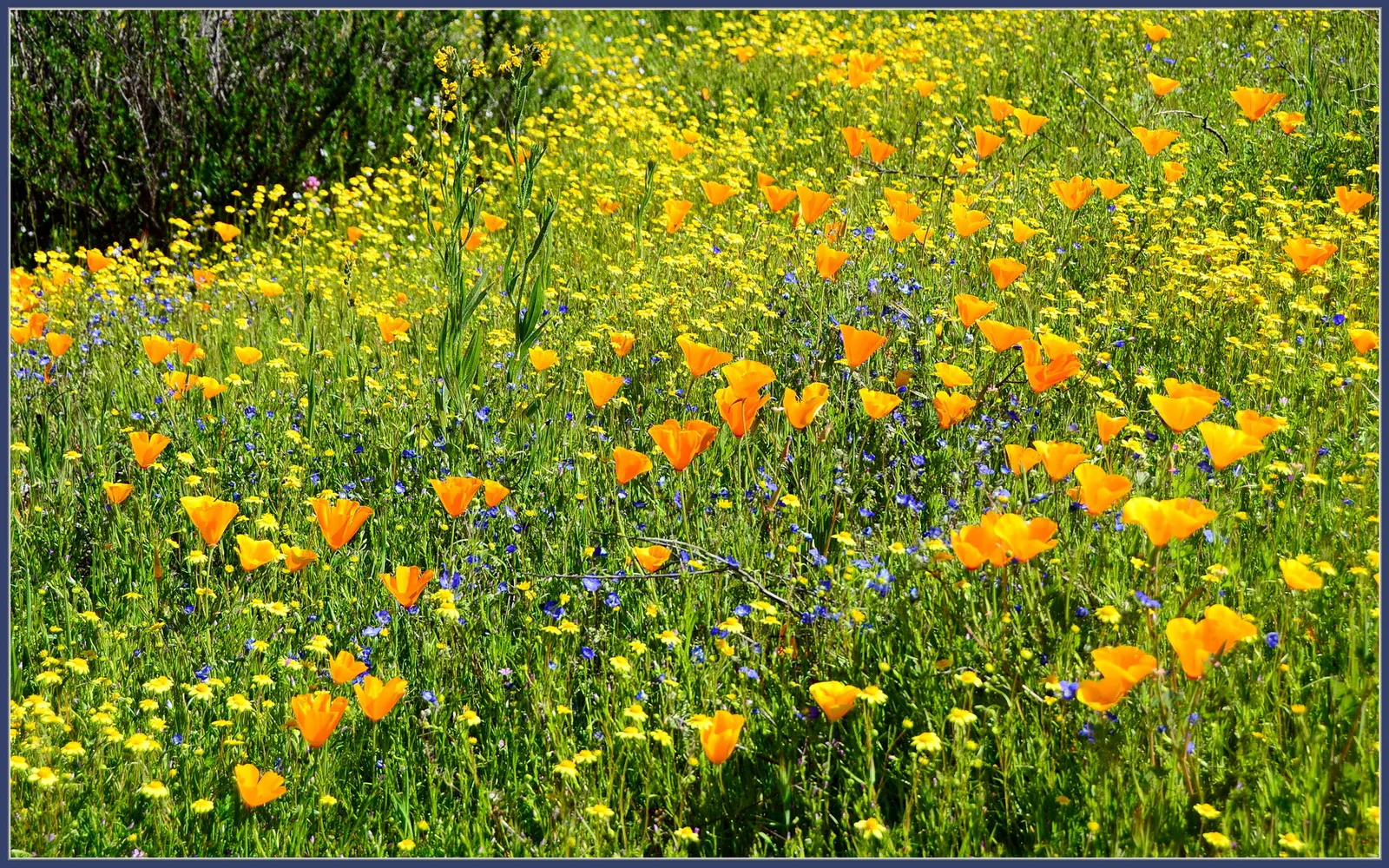 Tidytips (Layia Platyglossa) — encircling a yellow or maroon center