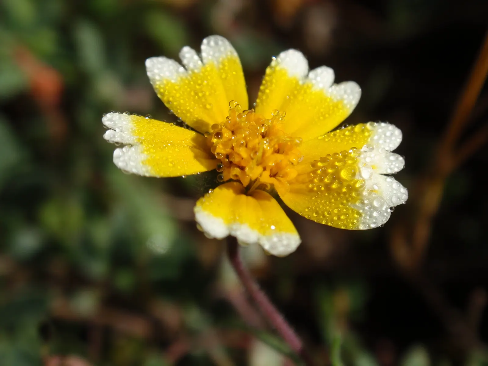 Tidytips (Layia Platyglossa) — offering both visual appeal and low-maintenance care; blooming from spring to early summer