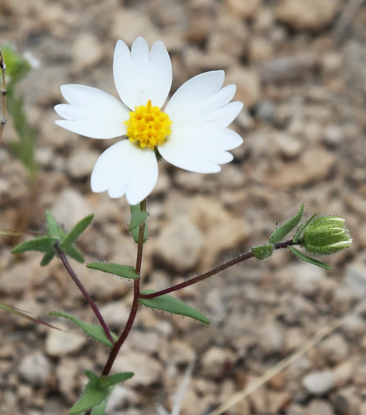 Tidytips (Layia Platyglossa) — scientifically referred to as Layia platyglossa