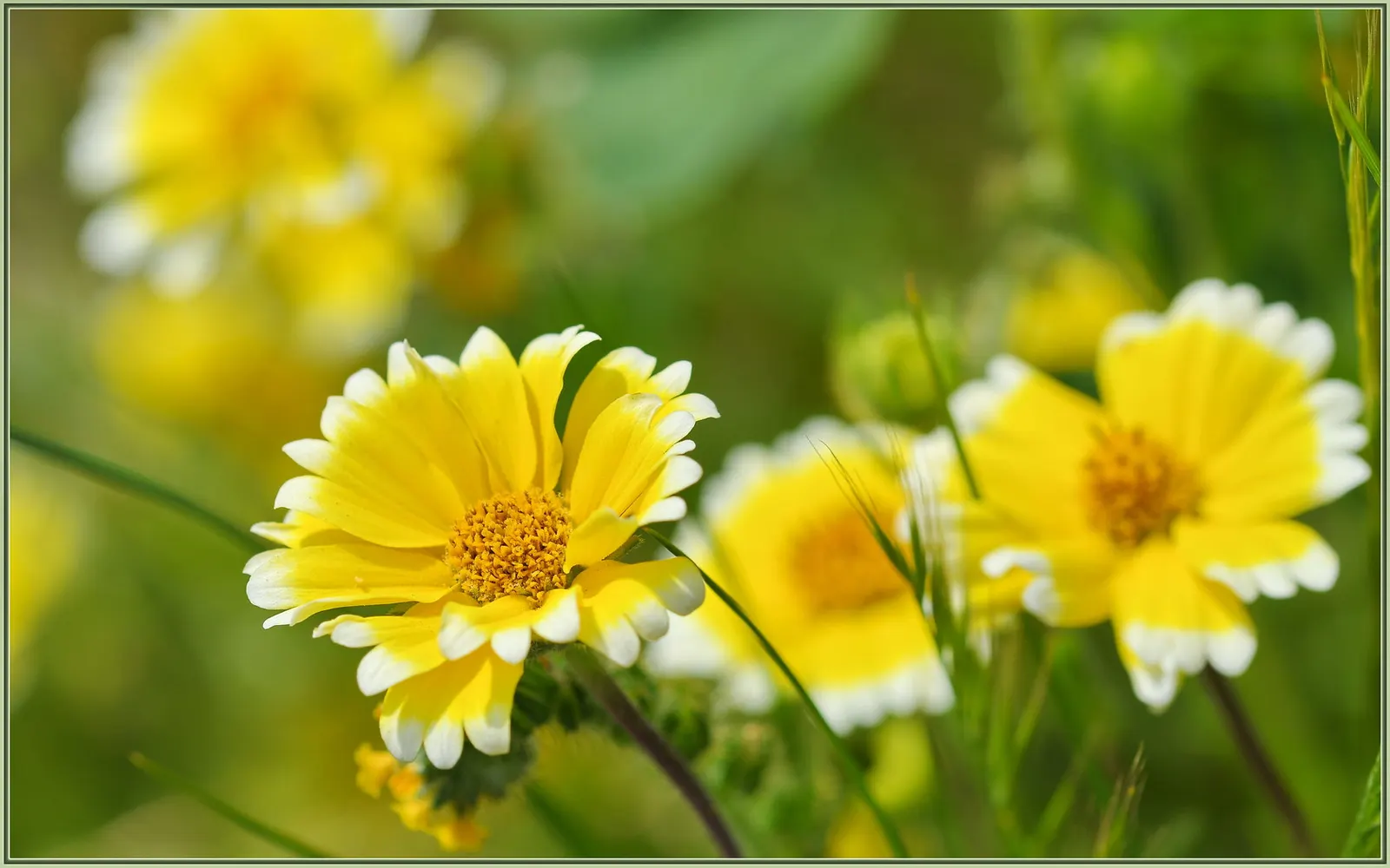 Tidytips (Layia Platyglossa) — from informal wildflower meadows to more structured garden beds.<br><br>The foliage consists of narrow; showcasing bright yellow