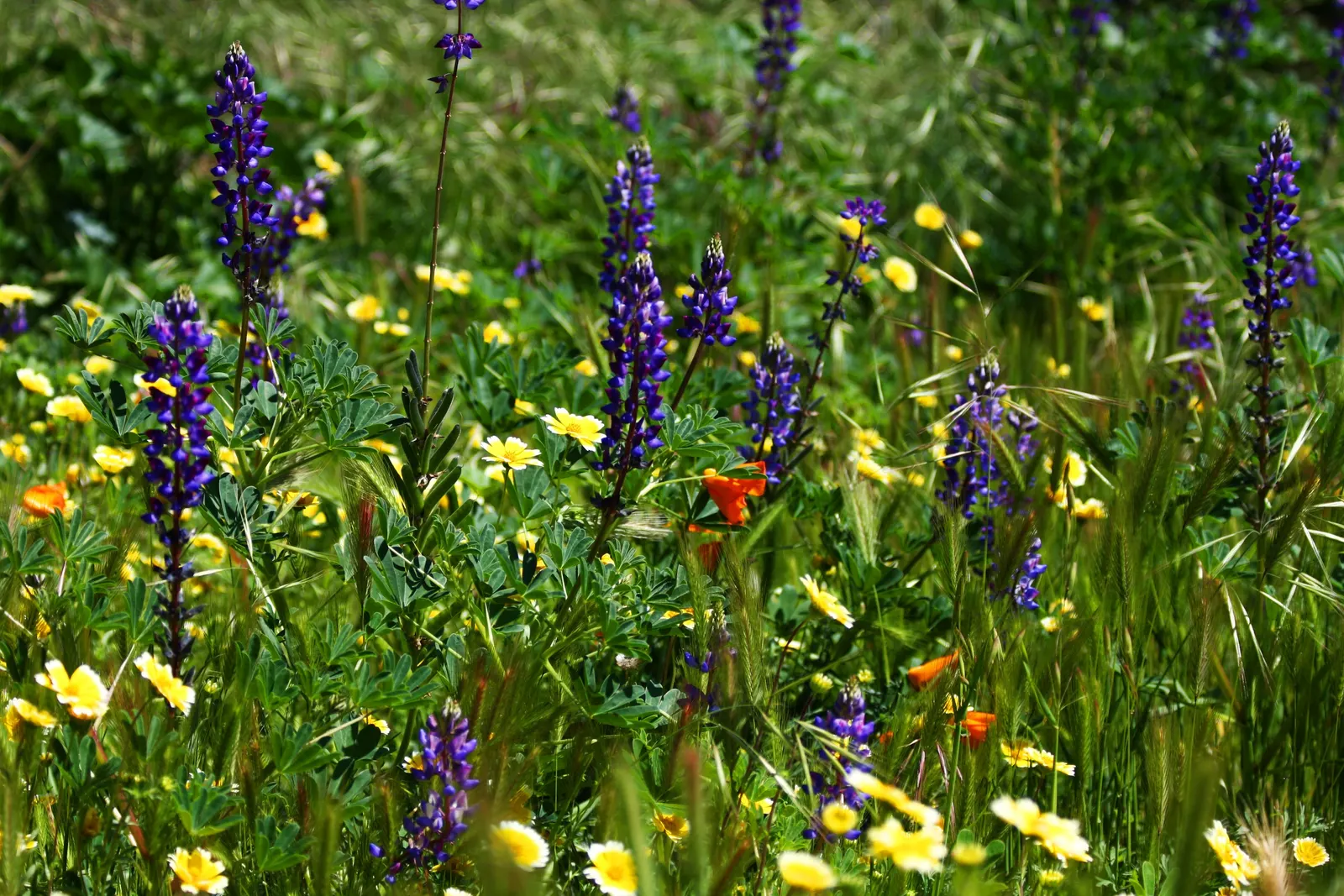 Tidytips (Layia Platyglossa) — Tidytips can thrive in USDA hardiness zones 6 to 10