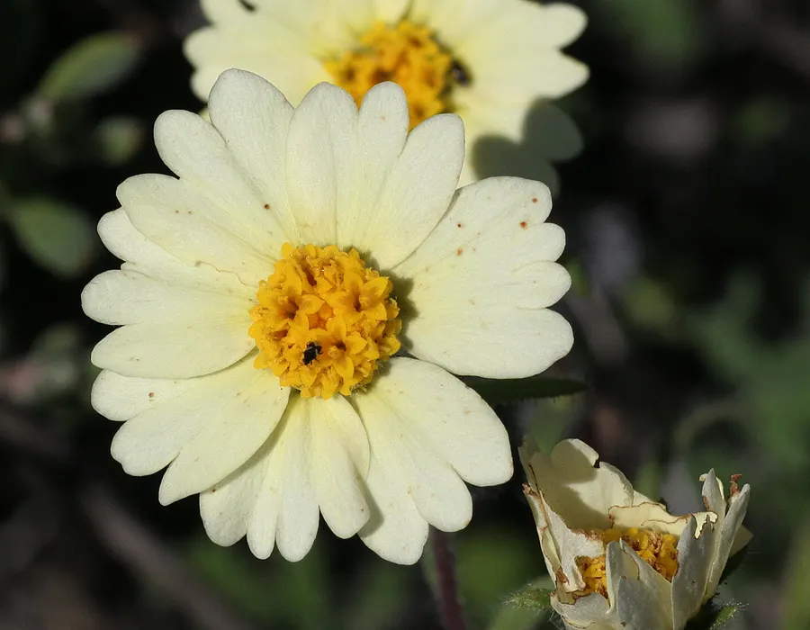 Tidytips (Layia Platyglossa) — When designing with Tidytips