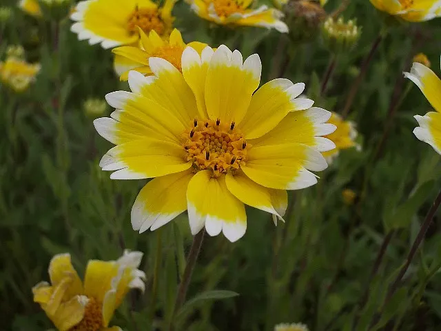 Tidytips (Layia Platyglossa) — Tidytips can thrive in USDA hardiness zones 6 to 10; annual for full