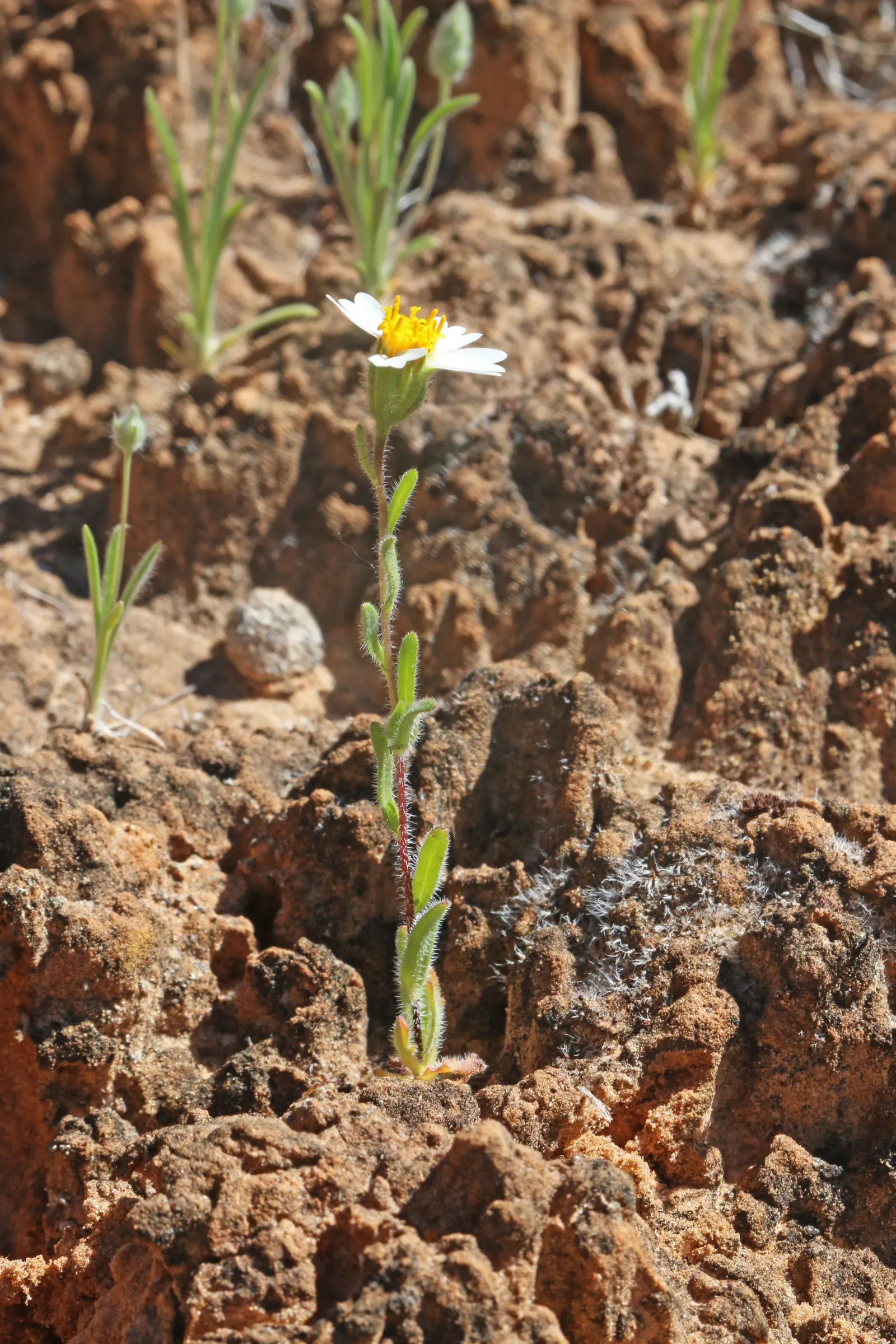 Tidytips (Layia Platyglossa) — Tidytips require a full sun position with well-drained soil; tidytips adds a burst of color and attracts pollinators