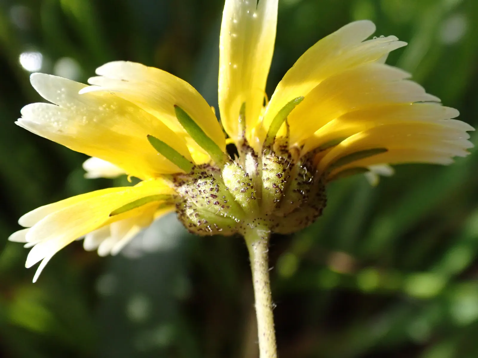 Tidytips (Layia Platyglossa) — Each bloom features white to yellow petals, image 78