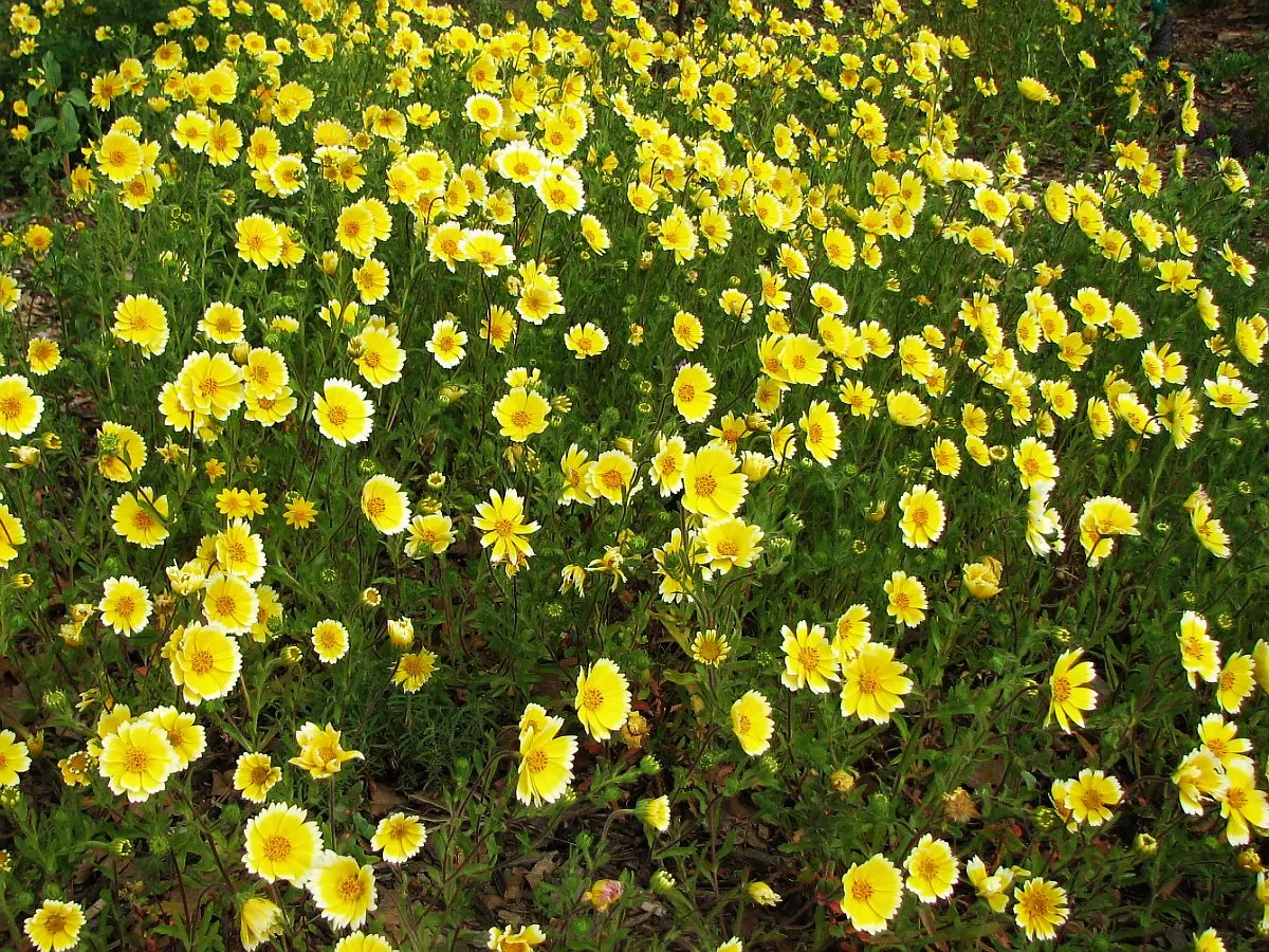 Tidytips (Layia Platyglossa) — encircling a yellow or maroon center; annual with yellow blooms