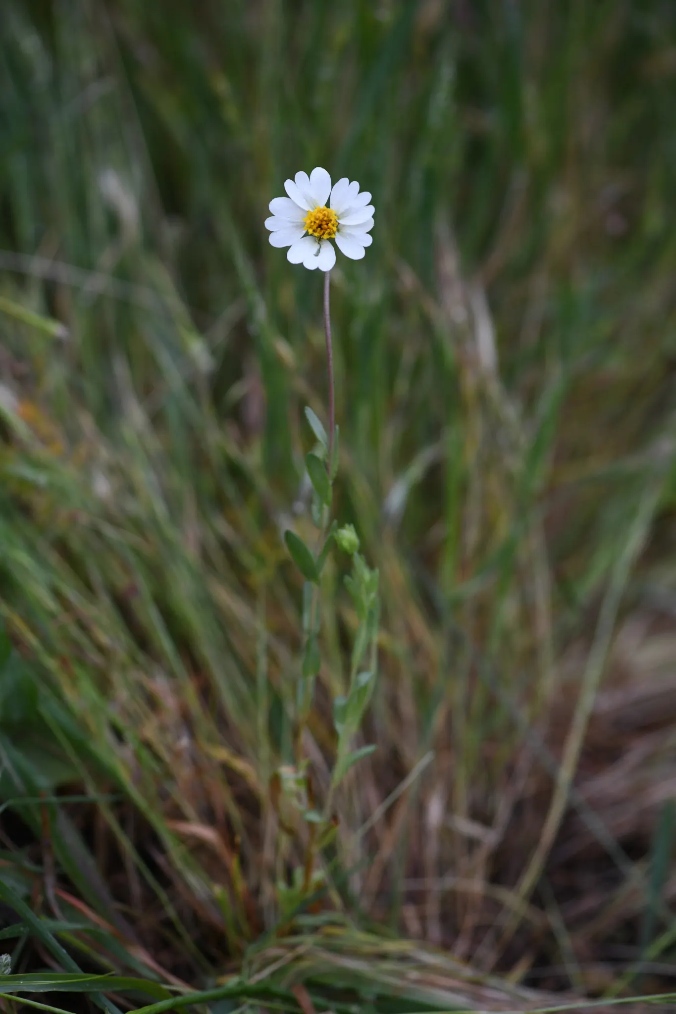 Tidytips (Layia Platyglossa) — annual with yellow blooms; including sandy and loamy conditions, image 92