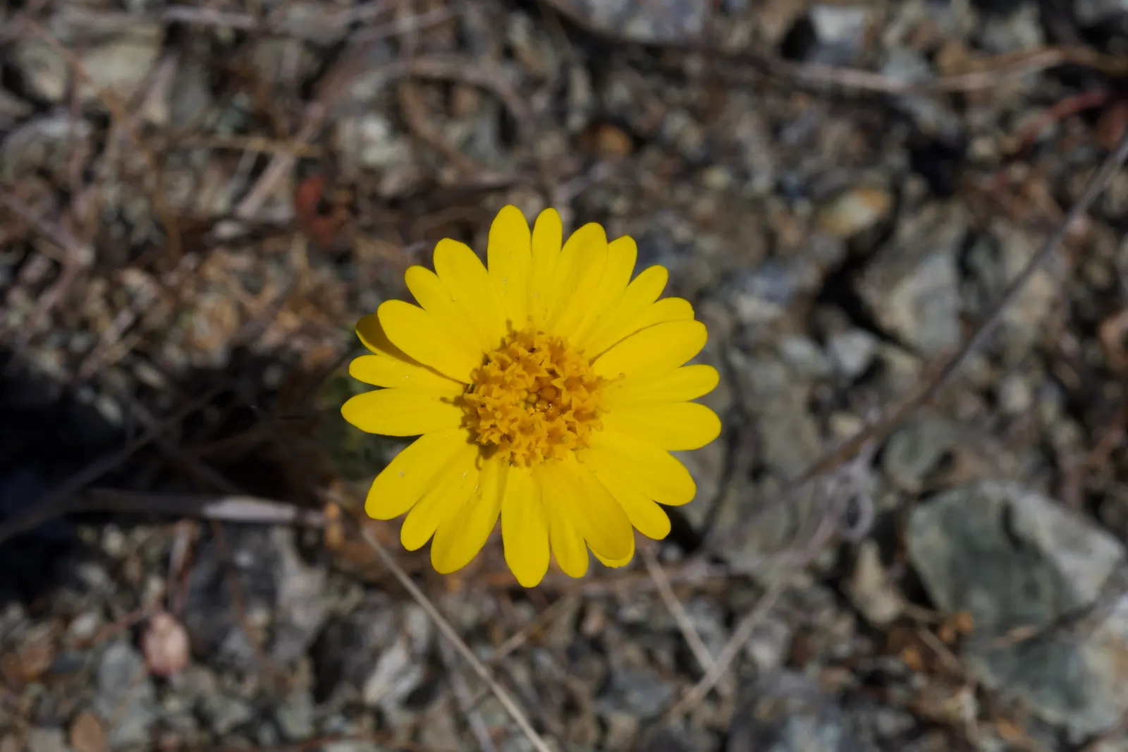 Tidytips (Layia Platyglossa) — thus enhancing the garden's ecosystem; typically with a bright yellow tip