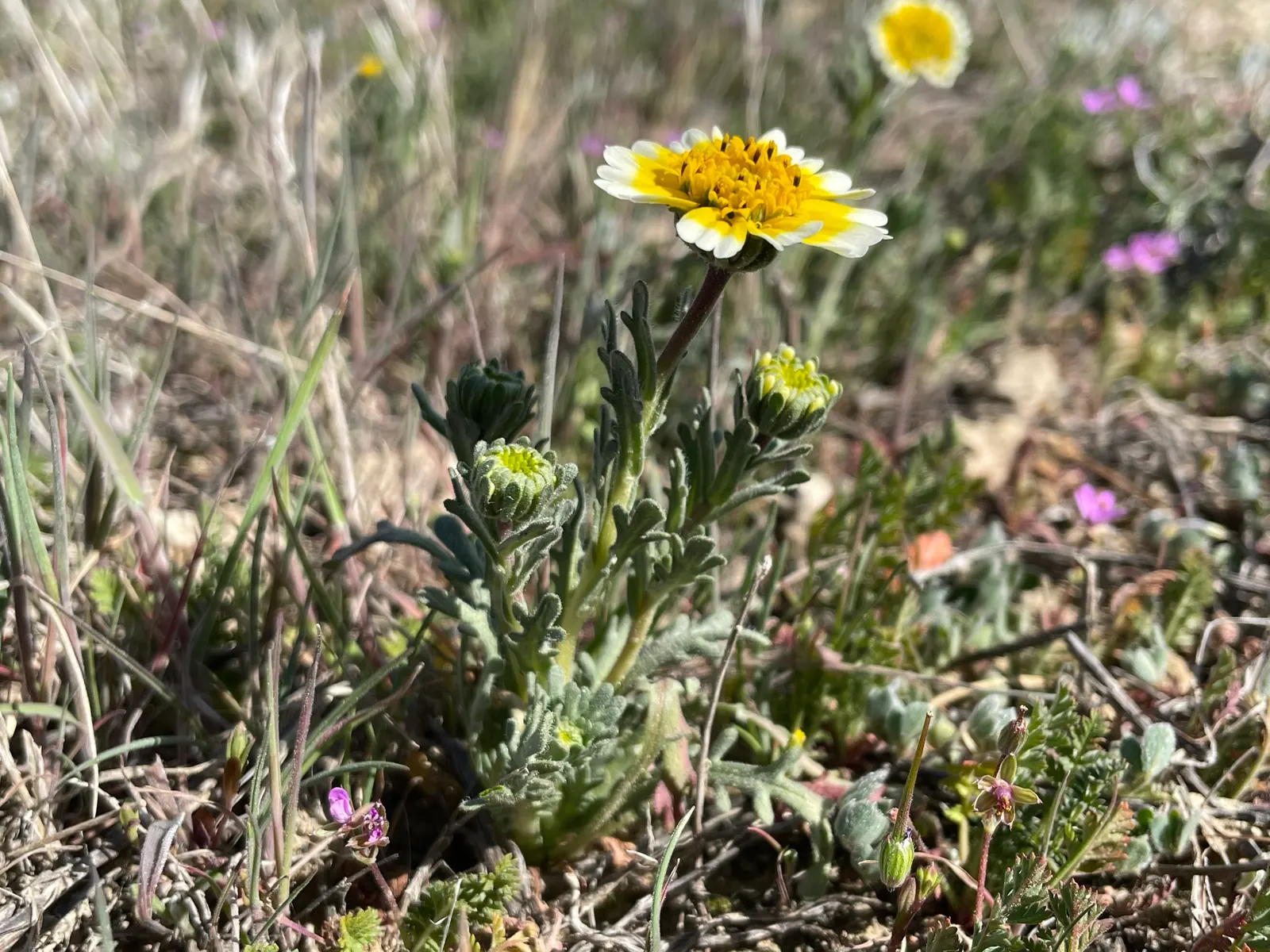 Tidytips (Layia Platyglossa) — It reaches up to 12 inches in height and spreads approximately 12 inches wide; encircling a yellow or maroon center, image 96